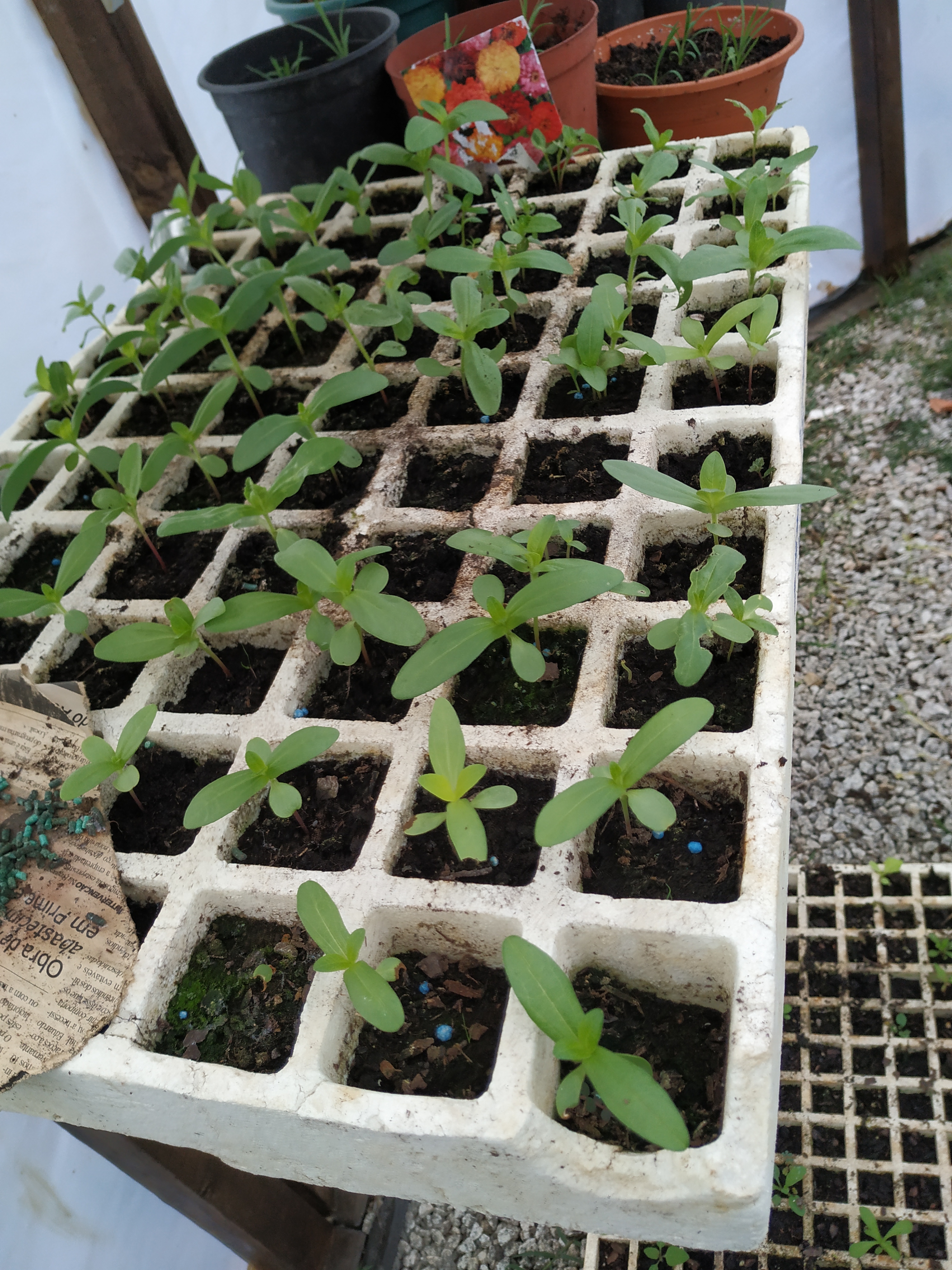 Germinação de flores na estufa da Escola.