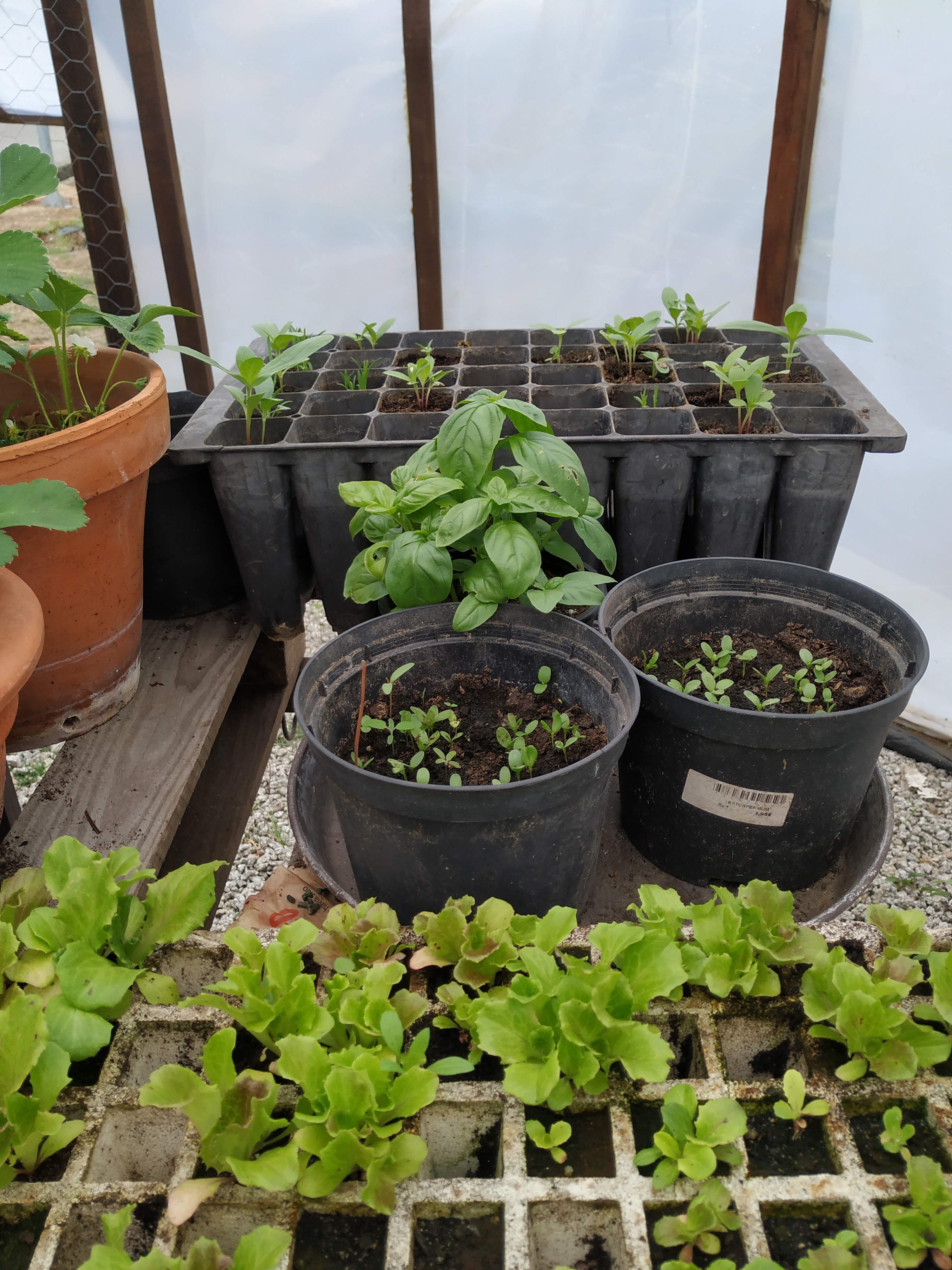 Germinação de sementes na estufa da Escola.