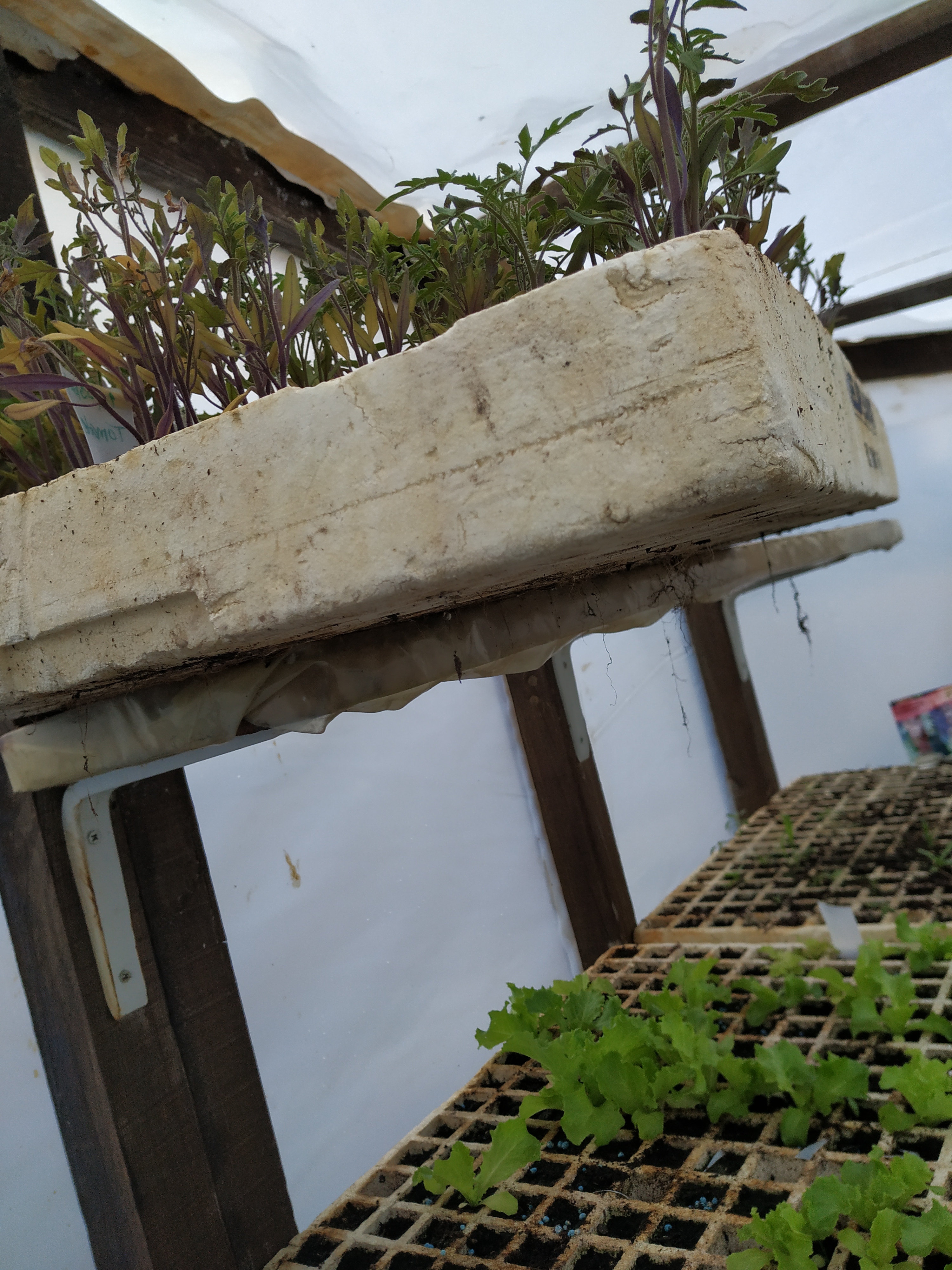 Germinação de tomateiros e de alfaces na estufa da Escola.
