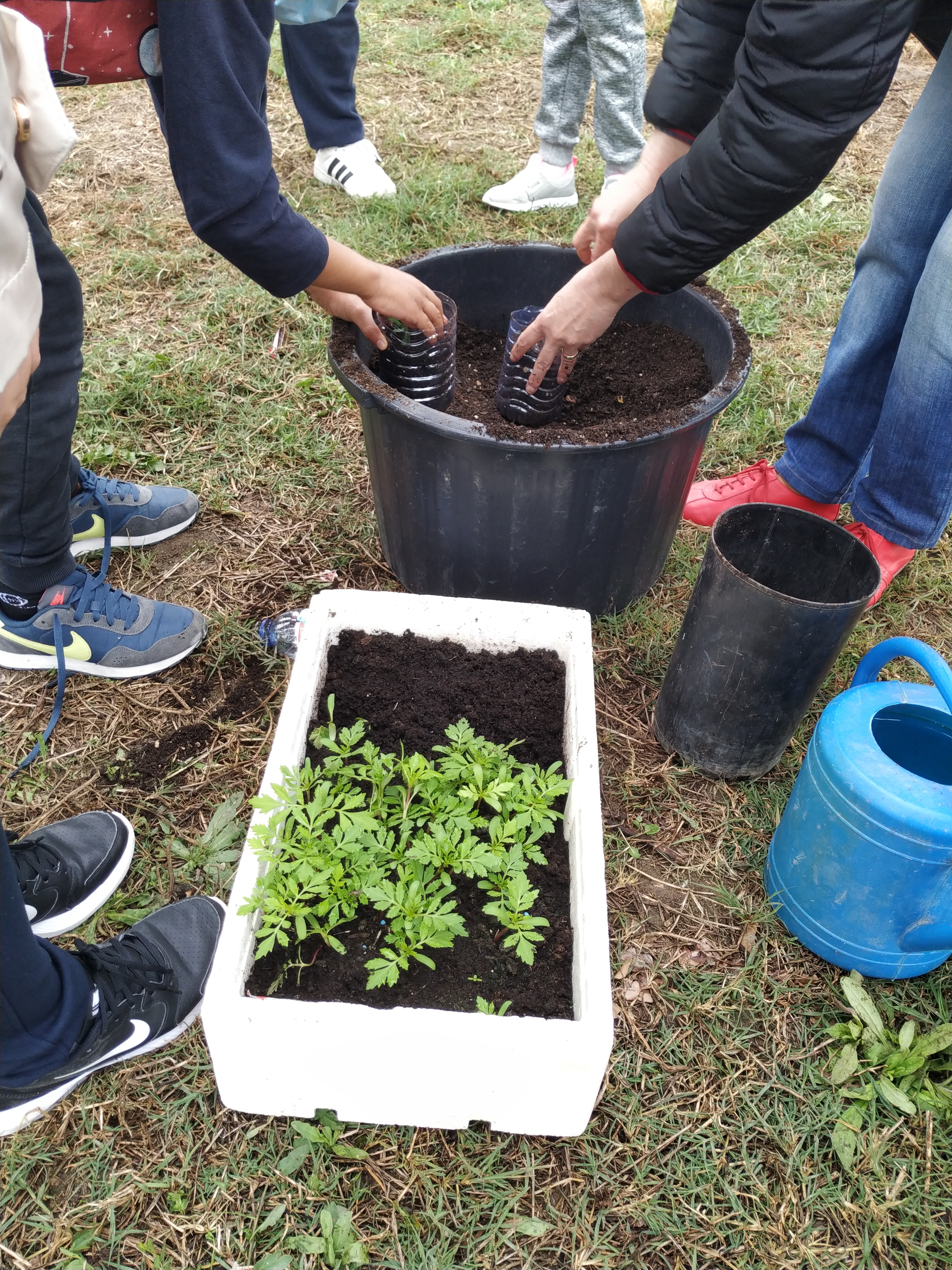 Plantação de flores em vasos ecológicos.