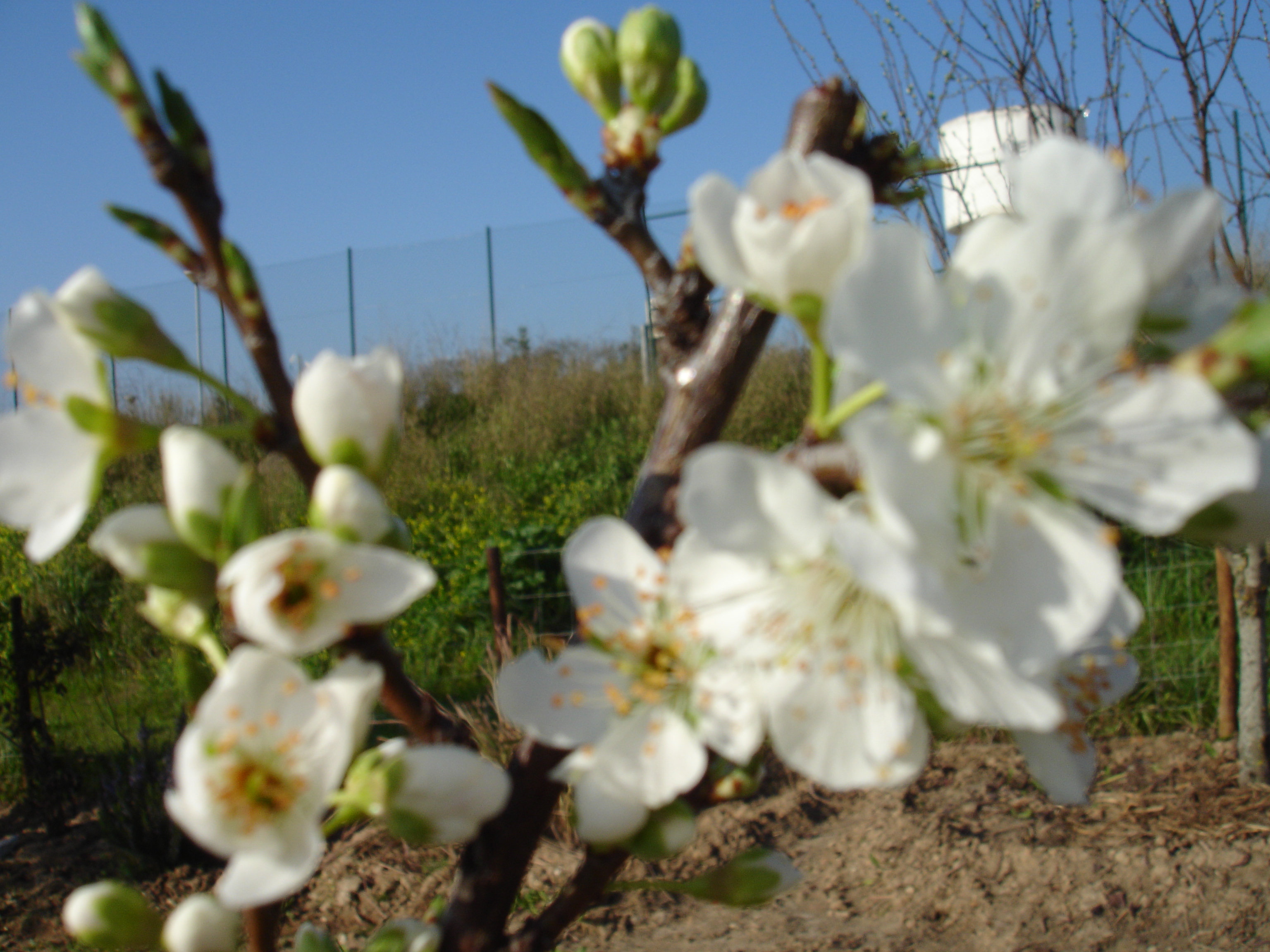 Algumas árvores de fruto começaram a florir ainda no Inverno