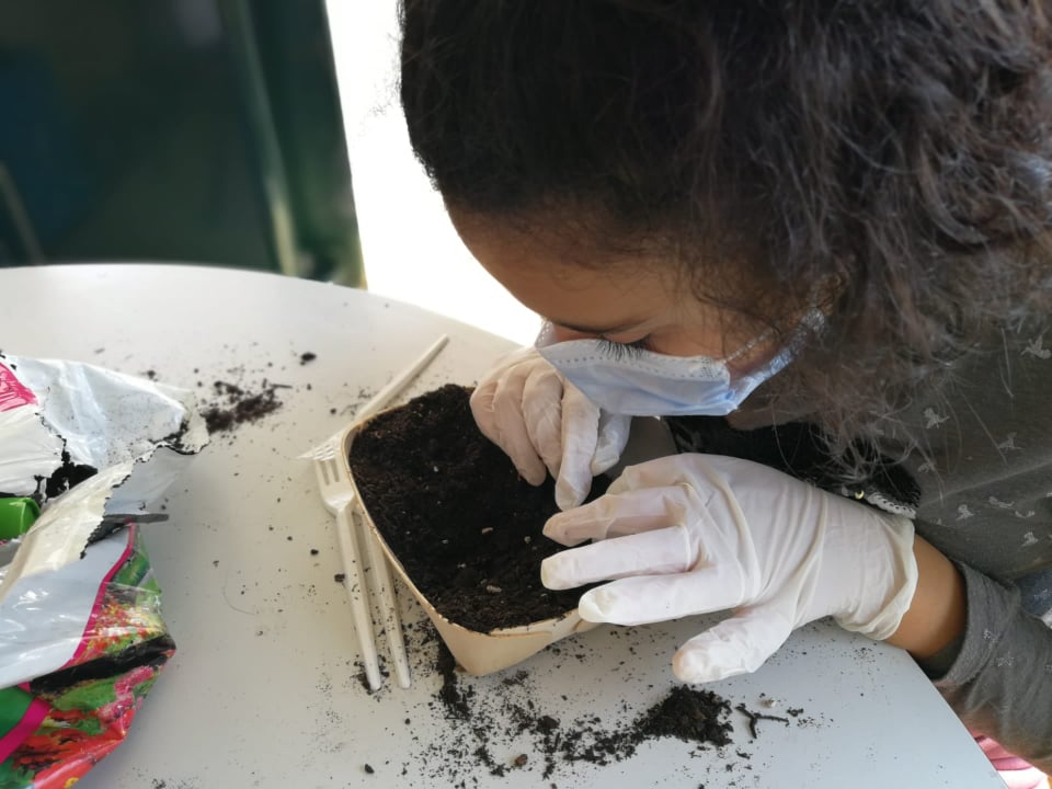 Sementeira de girassóis em pequenos recipientes que irão germinar e crescer na estufa para posterior dispersão pelos espaços exteriores da escola.