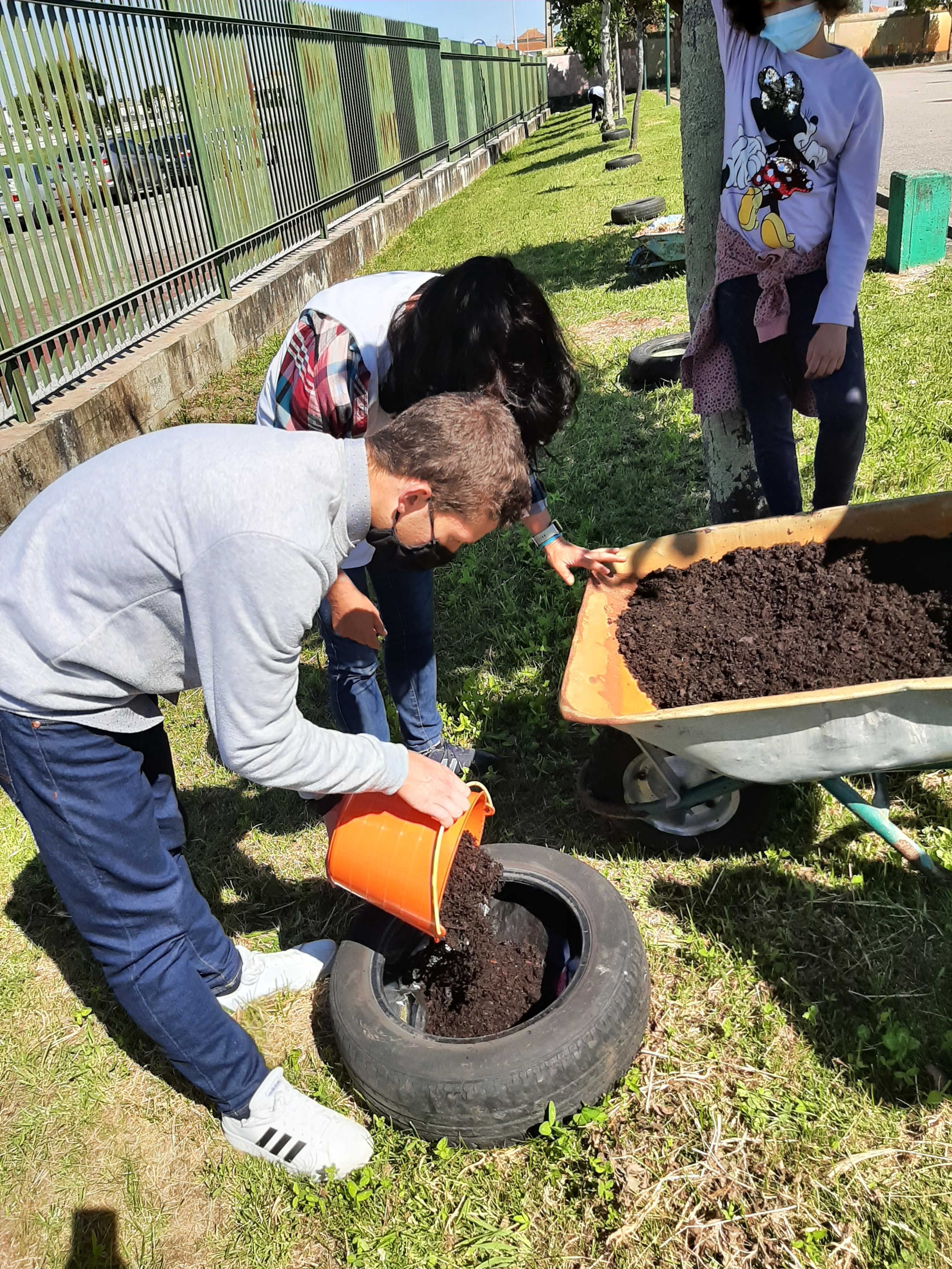 Preparação do terreno para plantação de girassóis germinados na estufa em antigos pneus.
