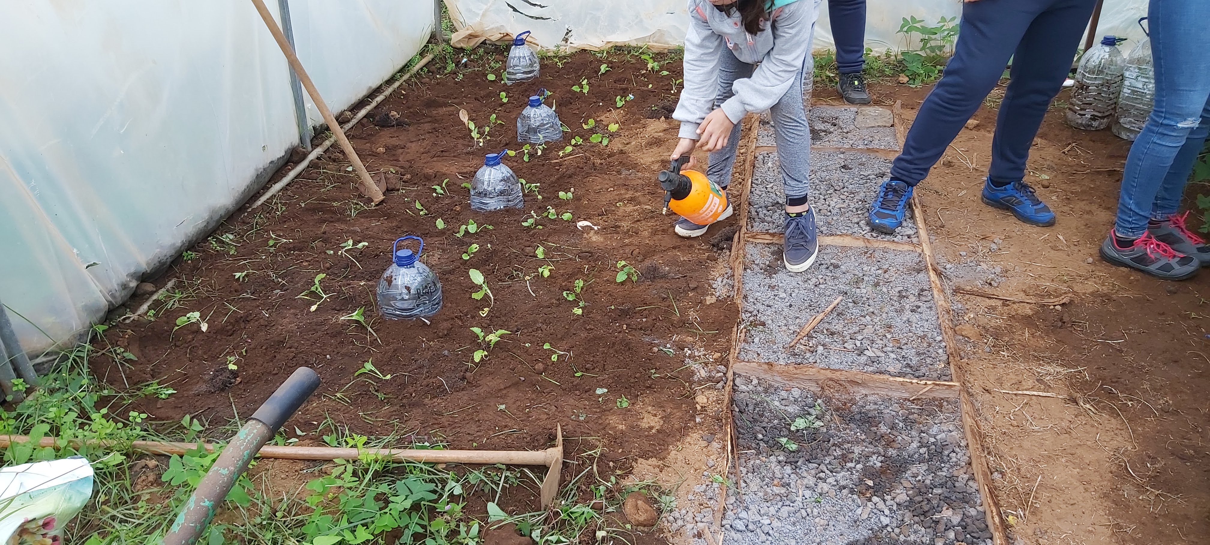 Plantação de couves