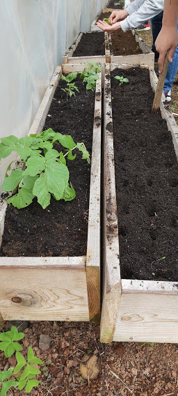 Cultivo de hortaliças