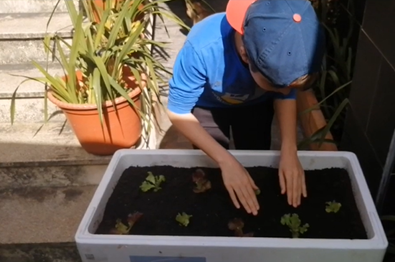 Vamos plantar alfaces.