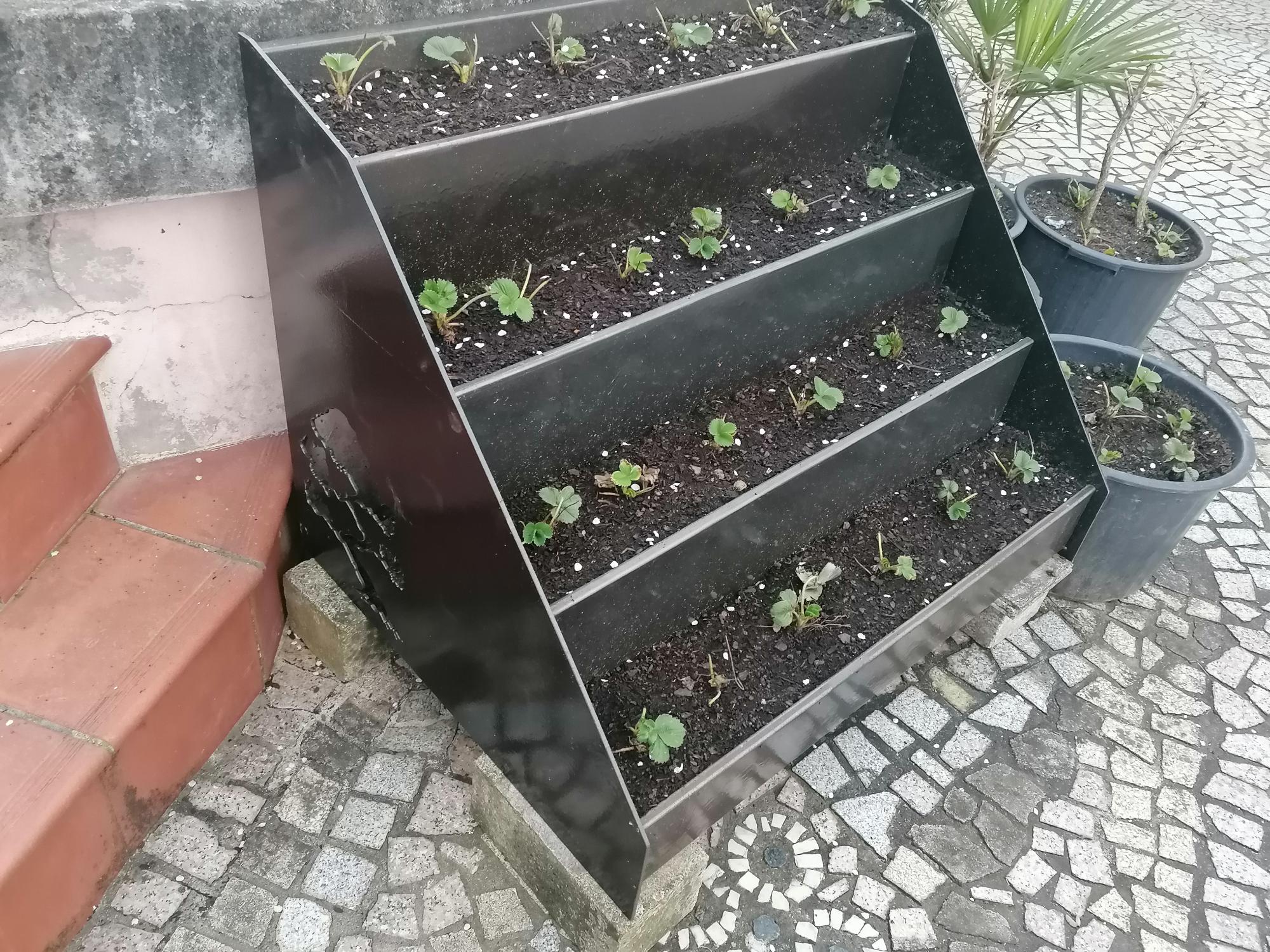 Plantação de morangueiros em casa dos avós.