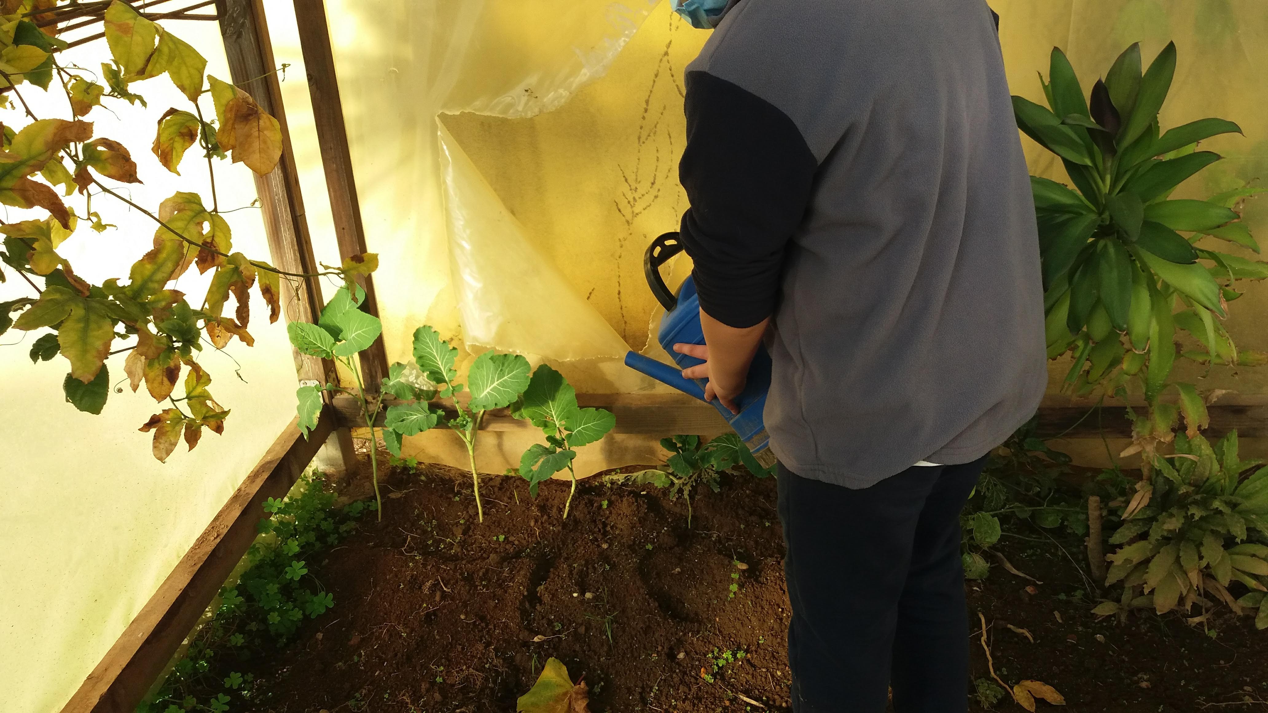 Rega das plantações com a água recolhida da chuva.