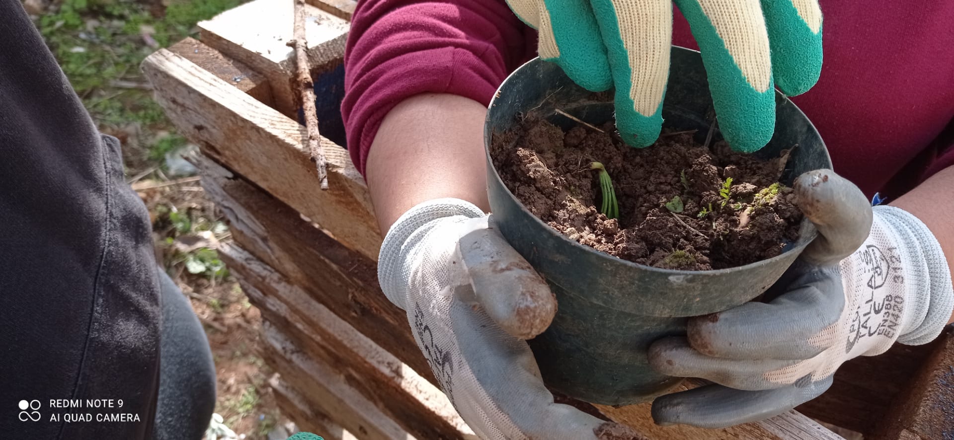 Preparação das Plantas