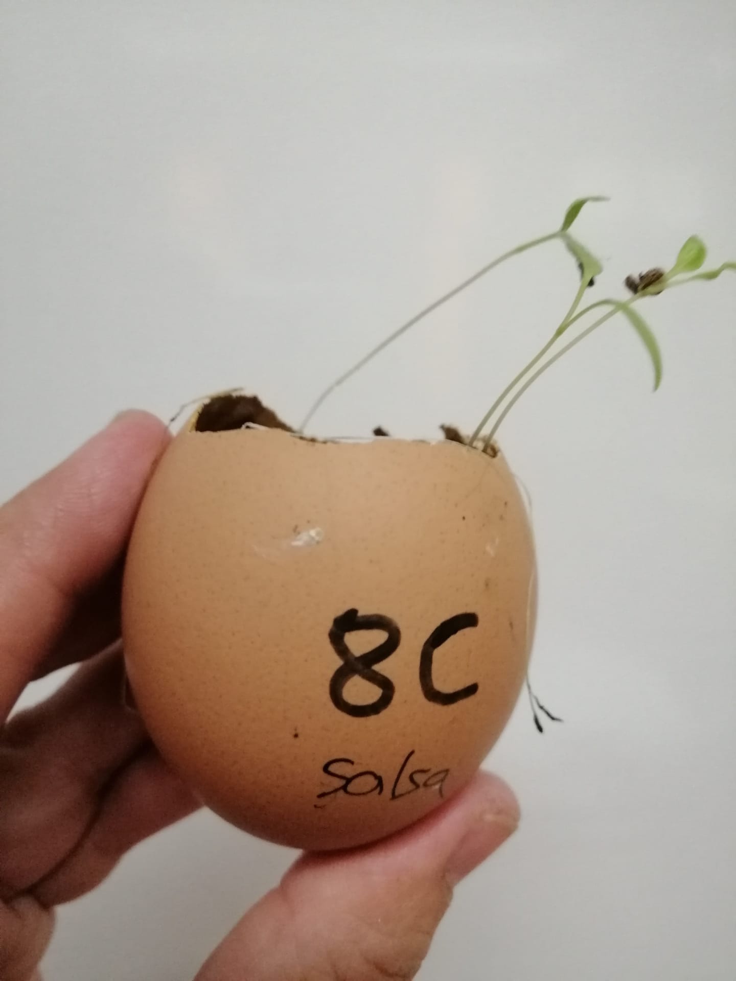 Germinação de plantas aromáticas em casca de ovo