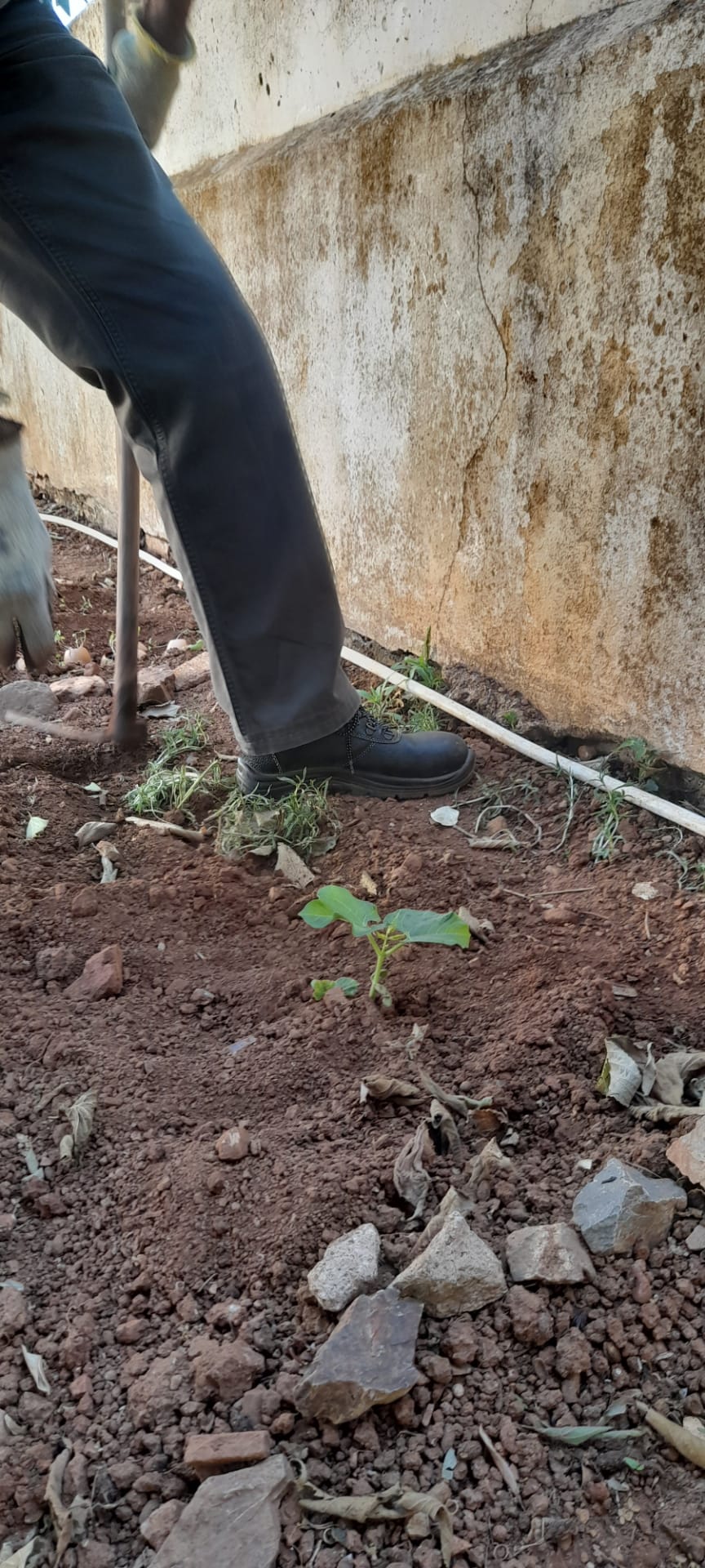 Plantação do feijoeiro