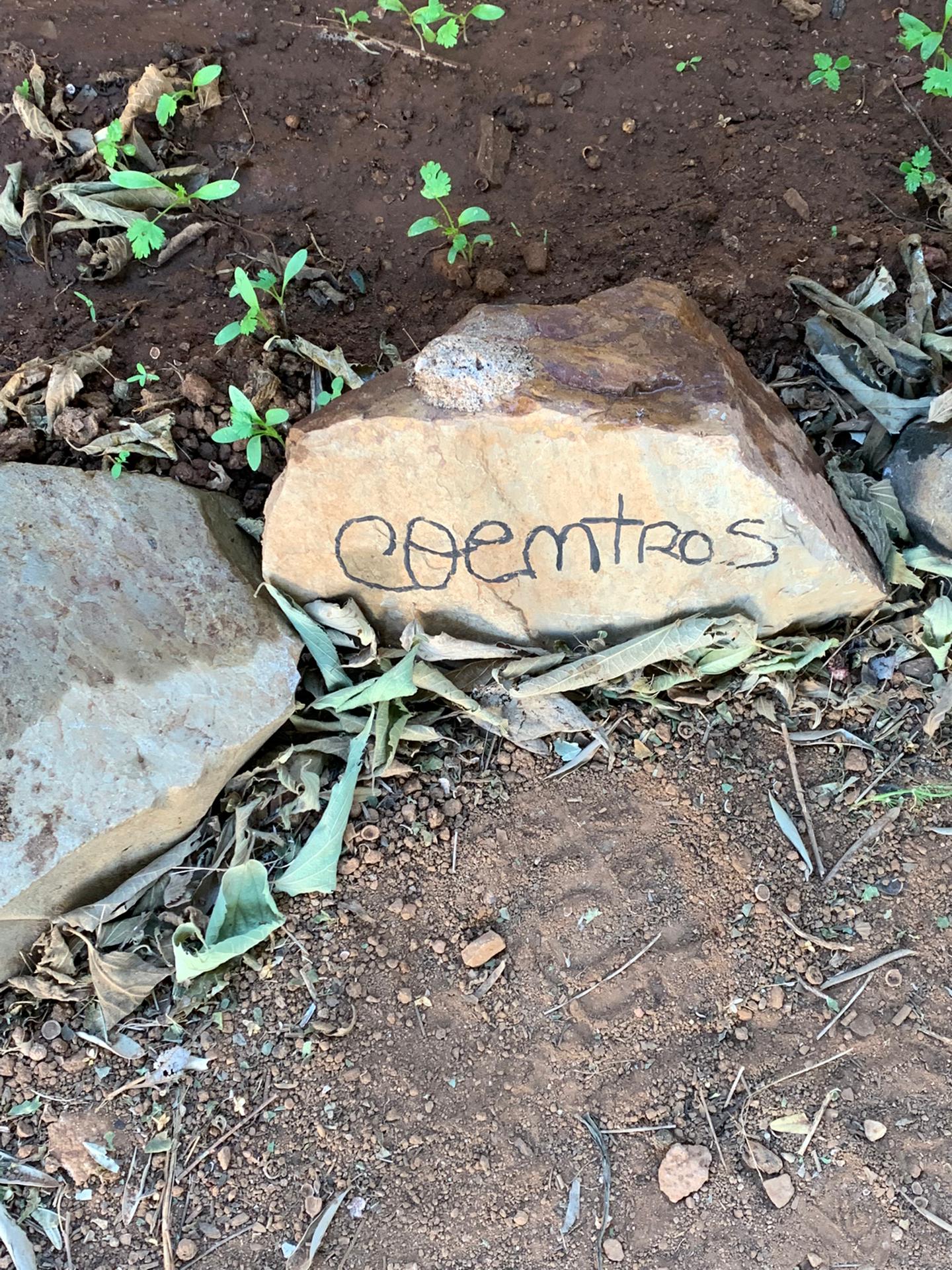 Identificação das ervas aromáticas