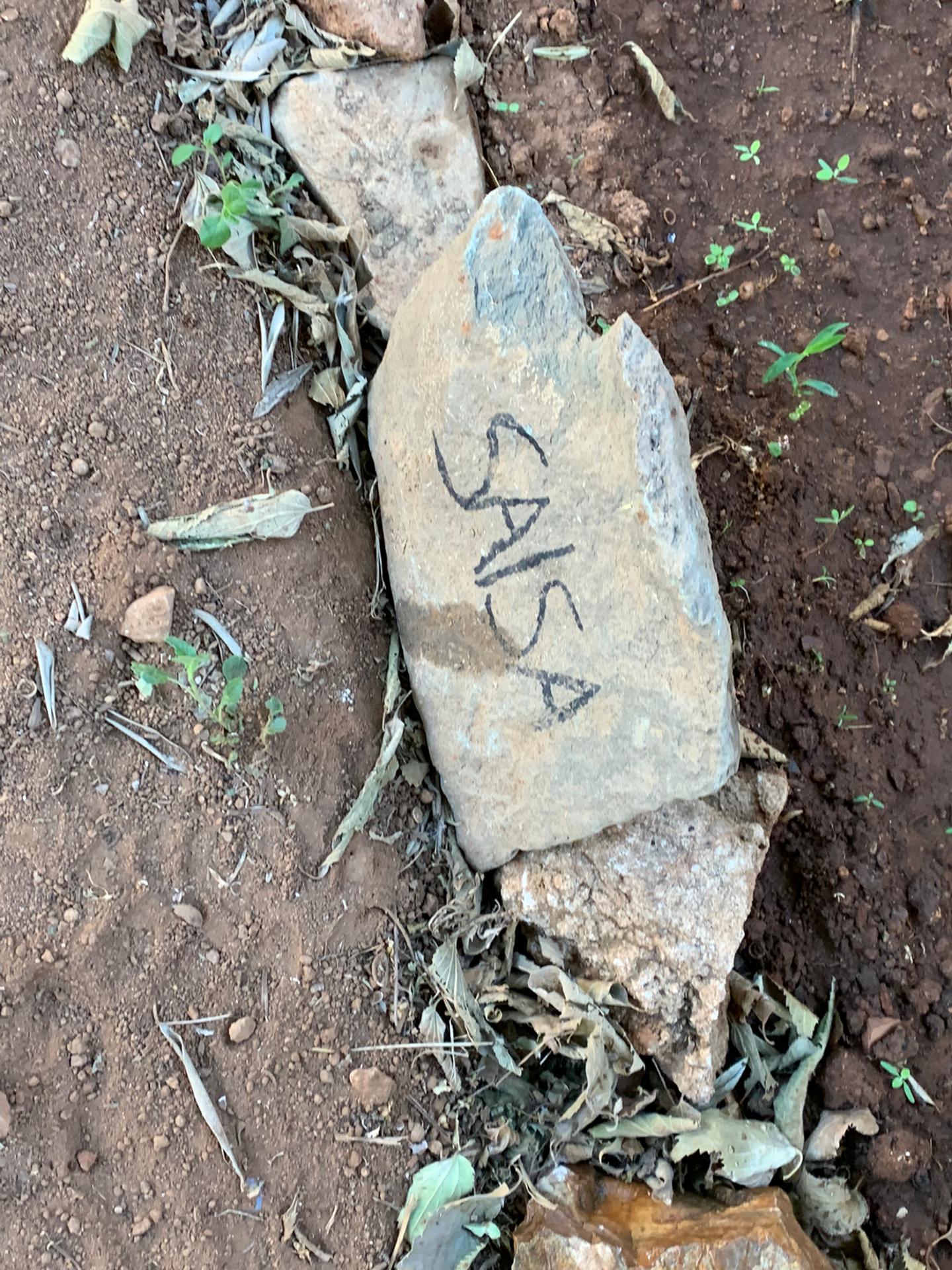 Identificação das ervas aromáticas