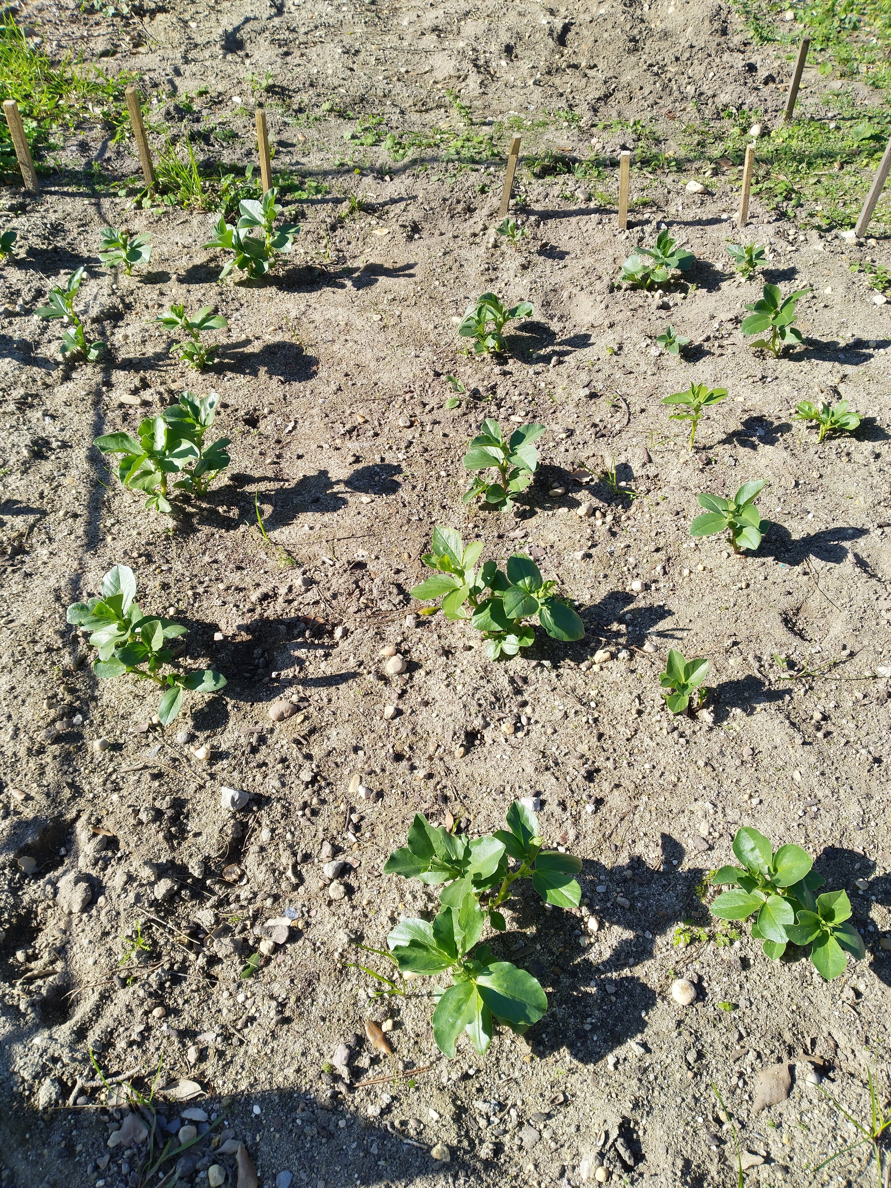 Fava em crescimento