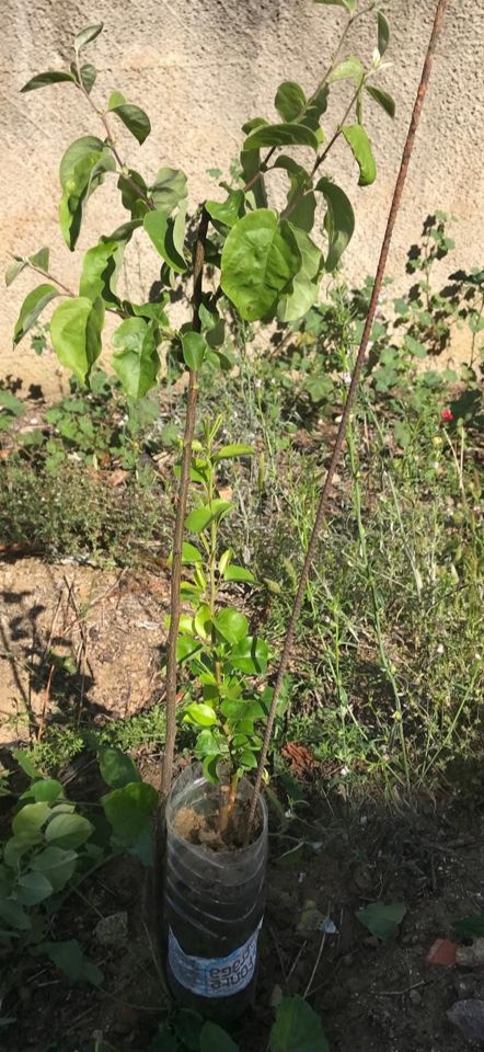 Técnica de enxertia 
árvores de fruto