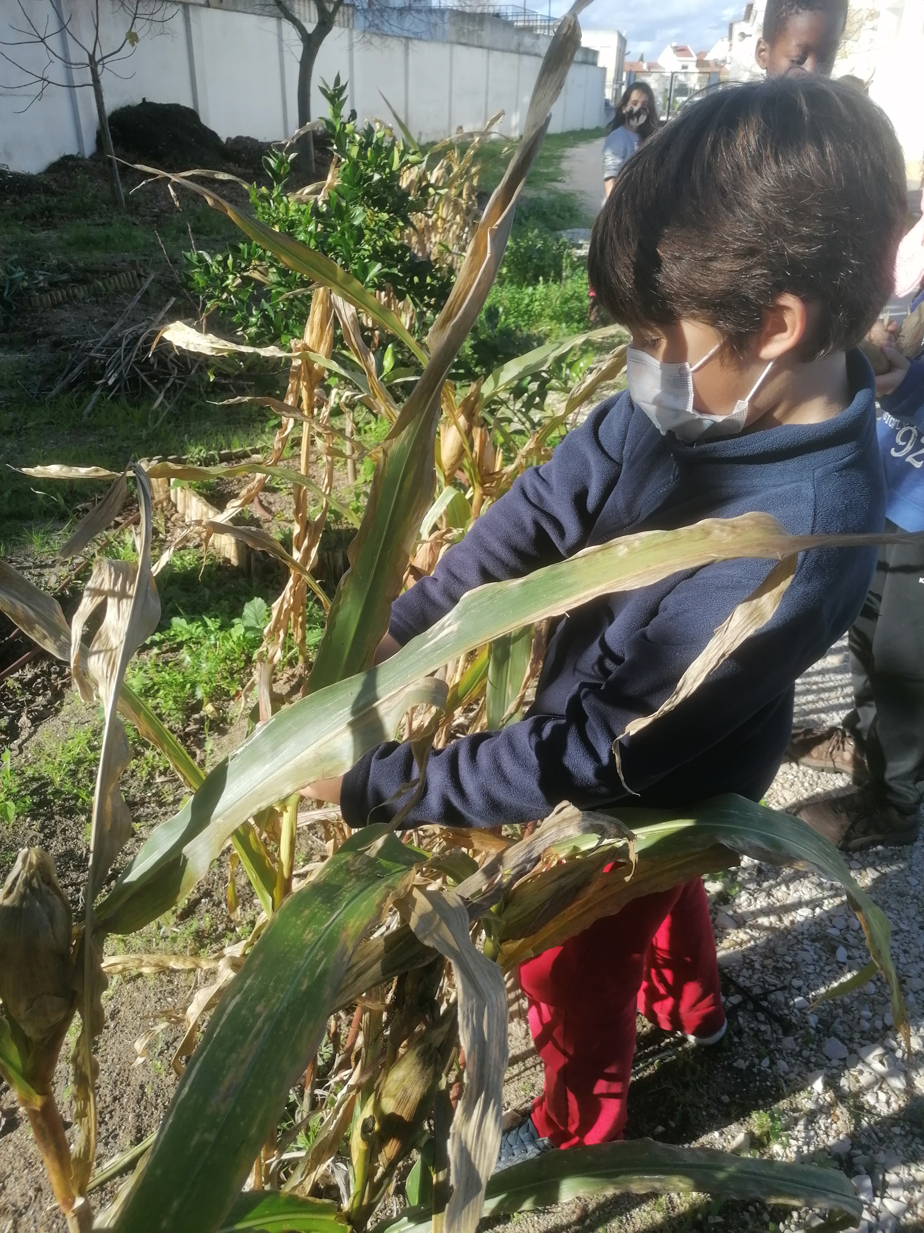 Arrancar as plantas velhas.