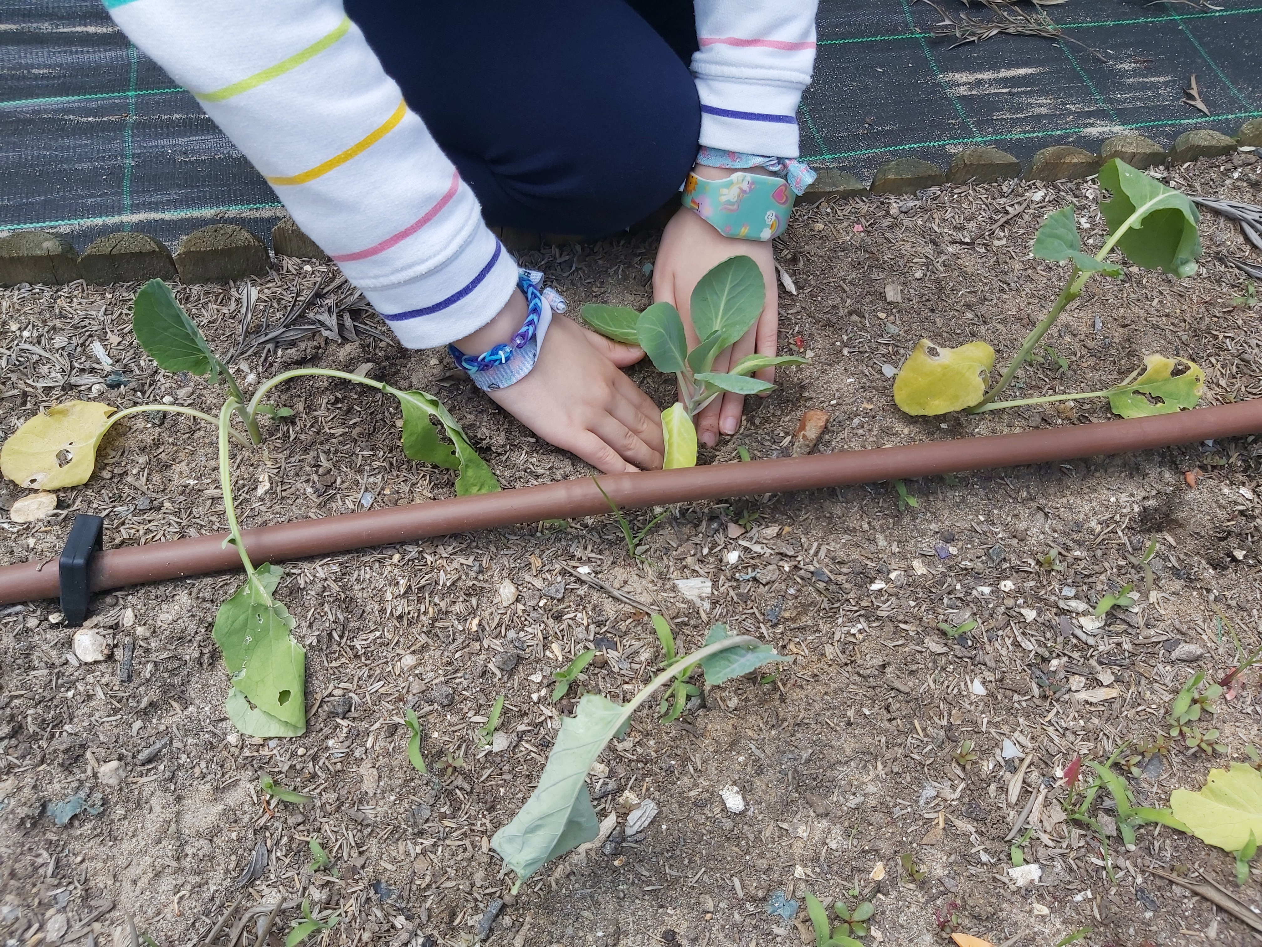 A plantar as couves.