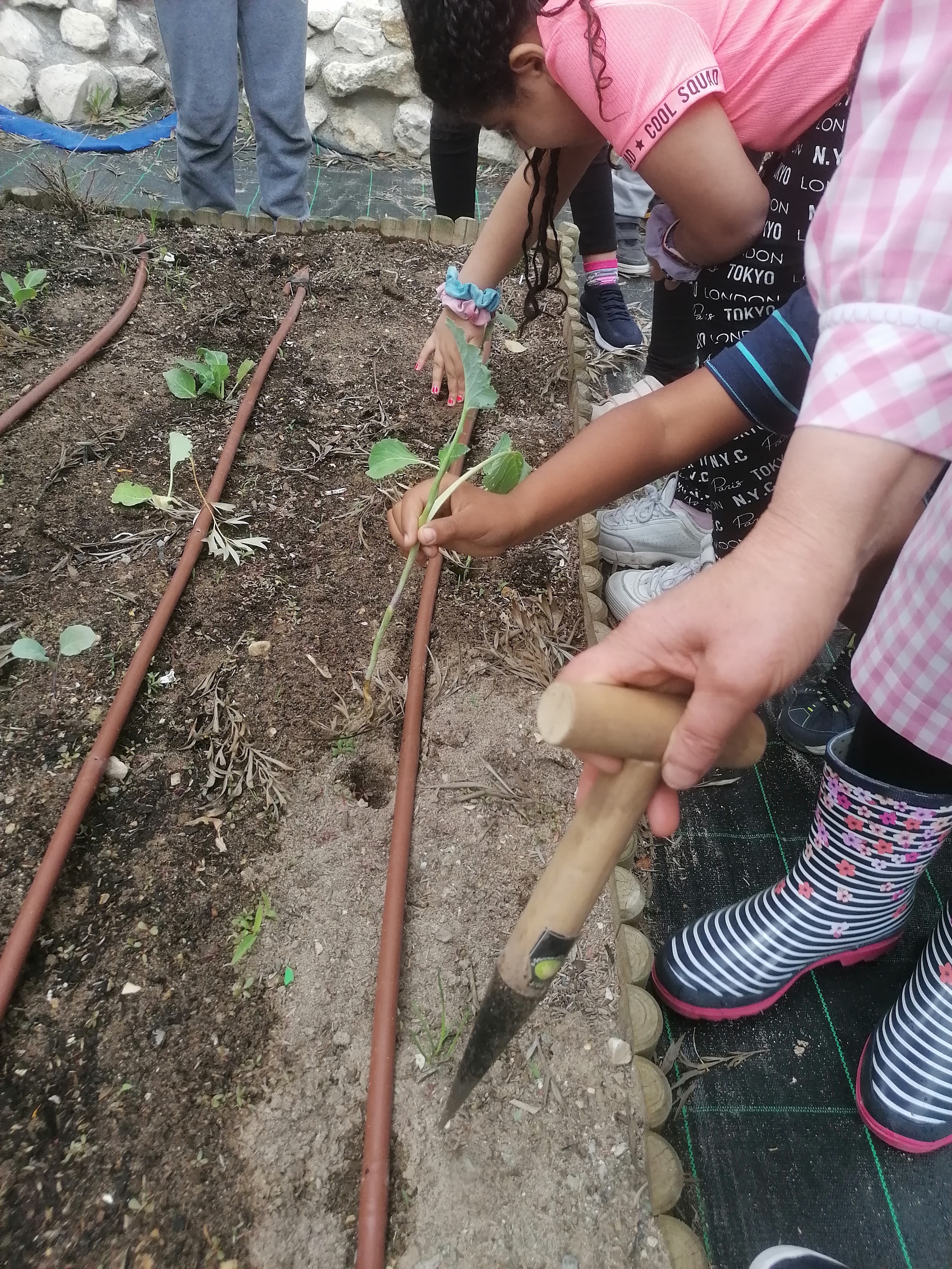 Preparar os canteiros para a plantação.