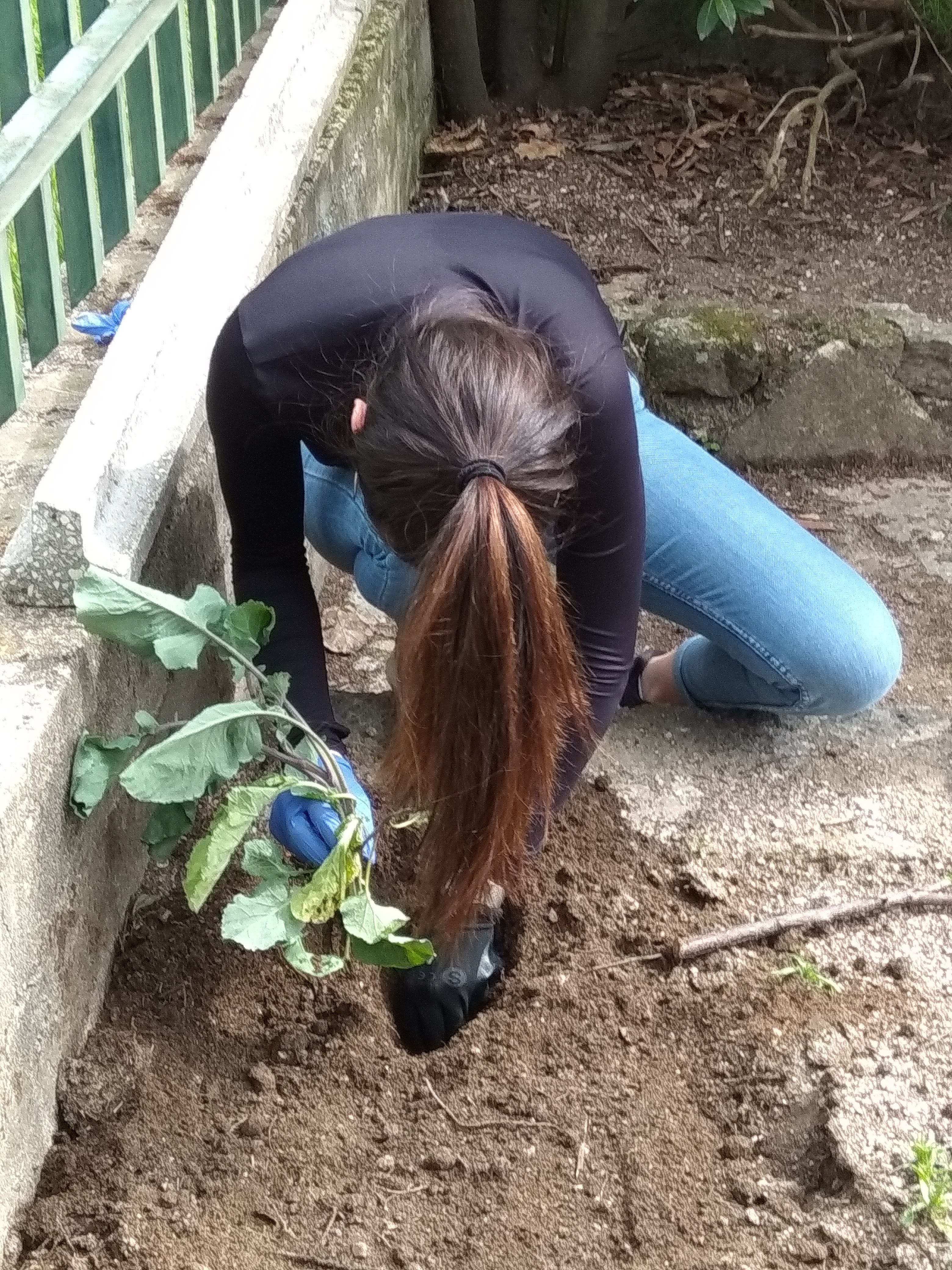 plantação e espiral