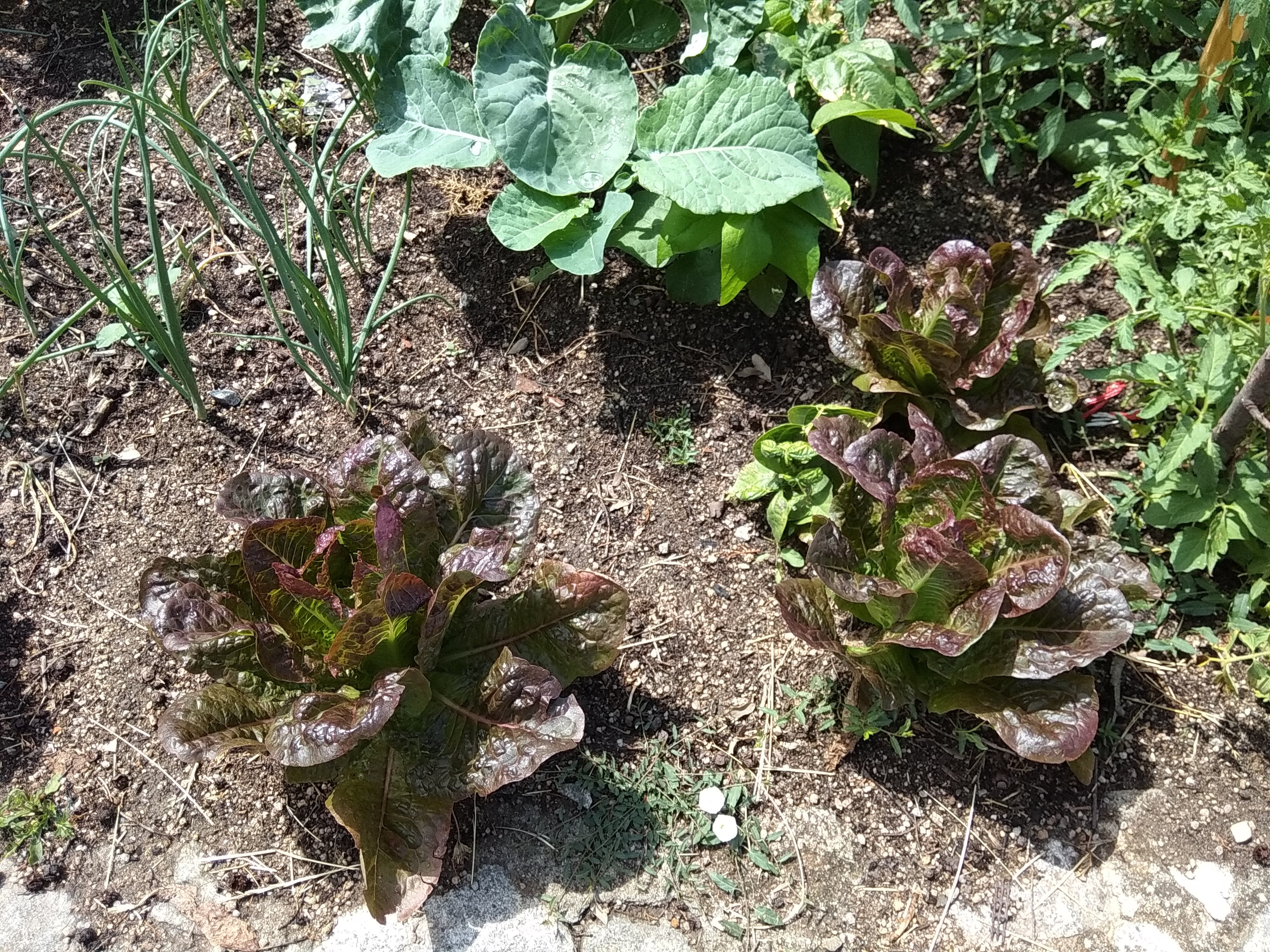 Crescimento e colheita