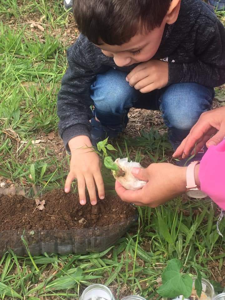 Plantação de feijões