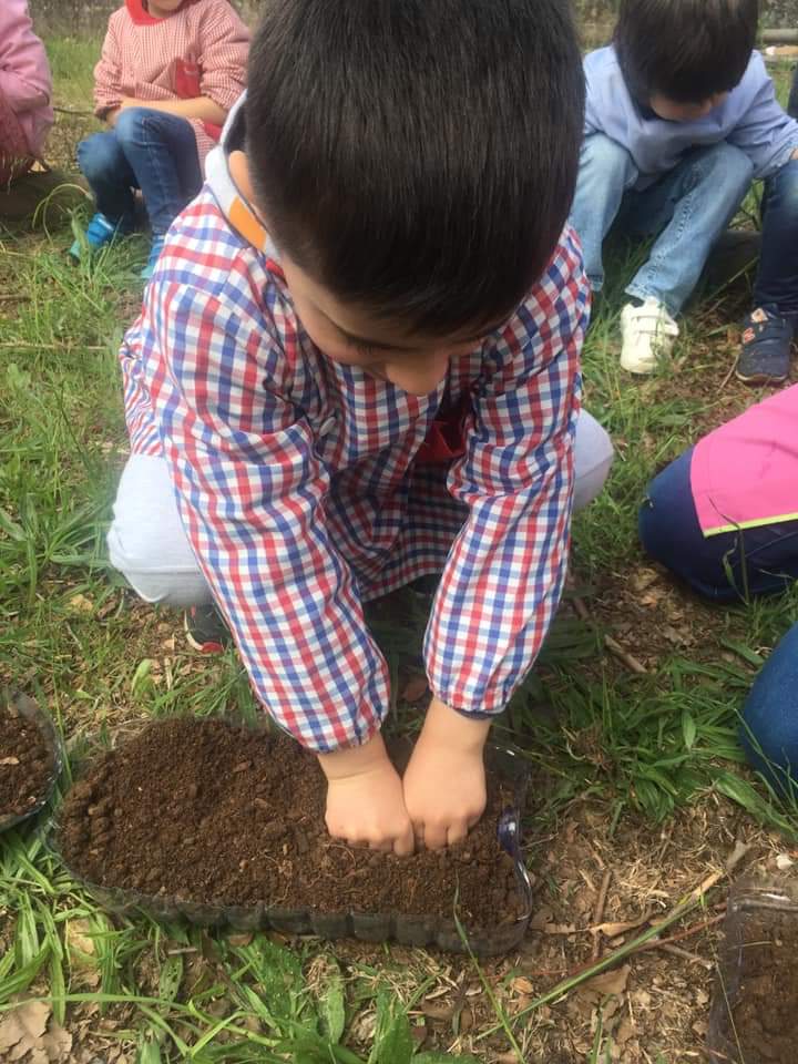 Plantação de feijões