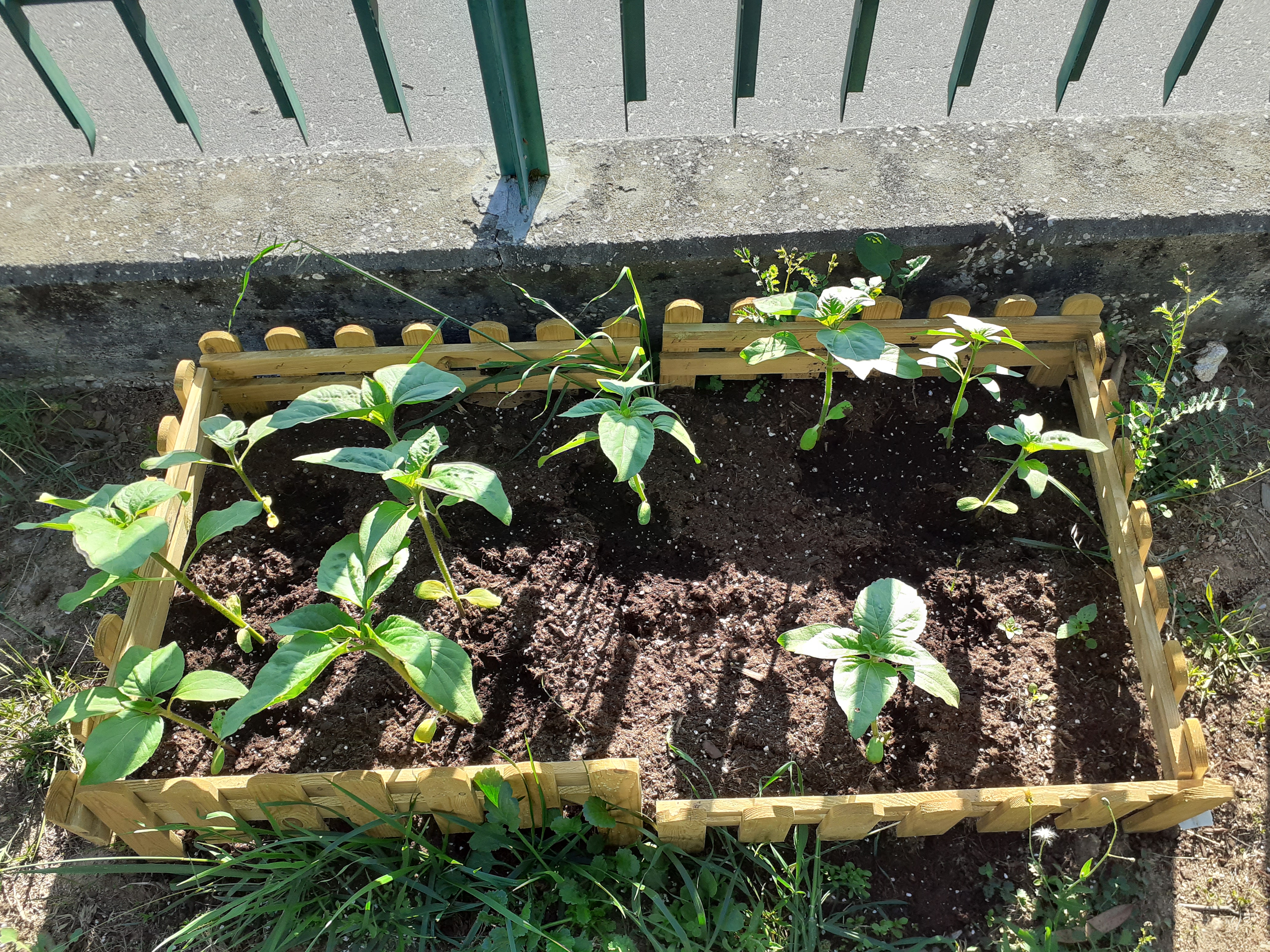 Plantação de Girassóis