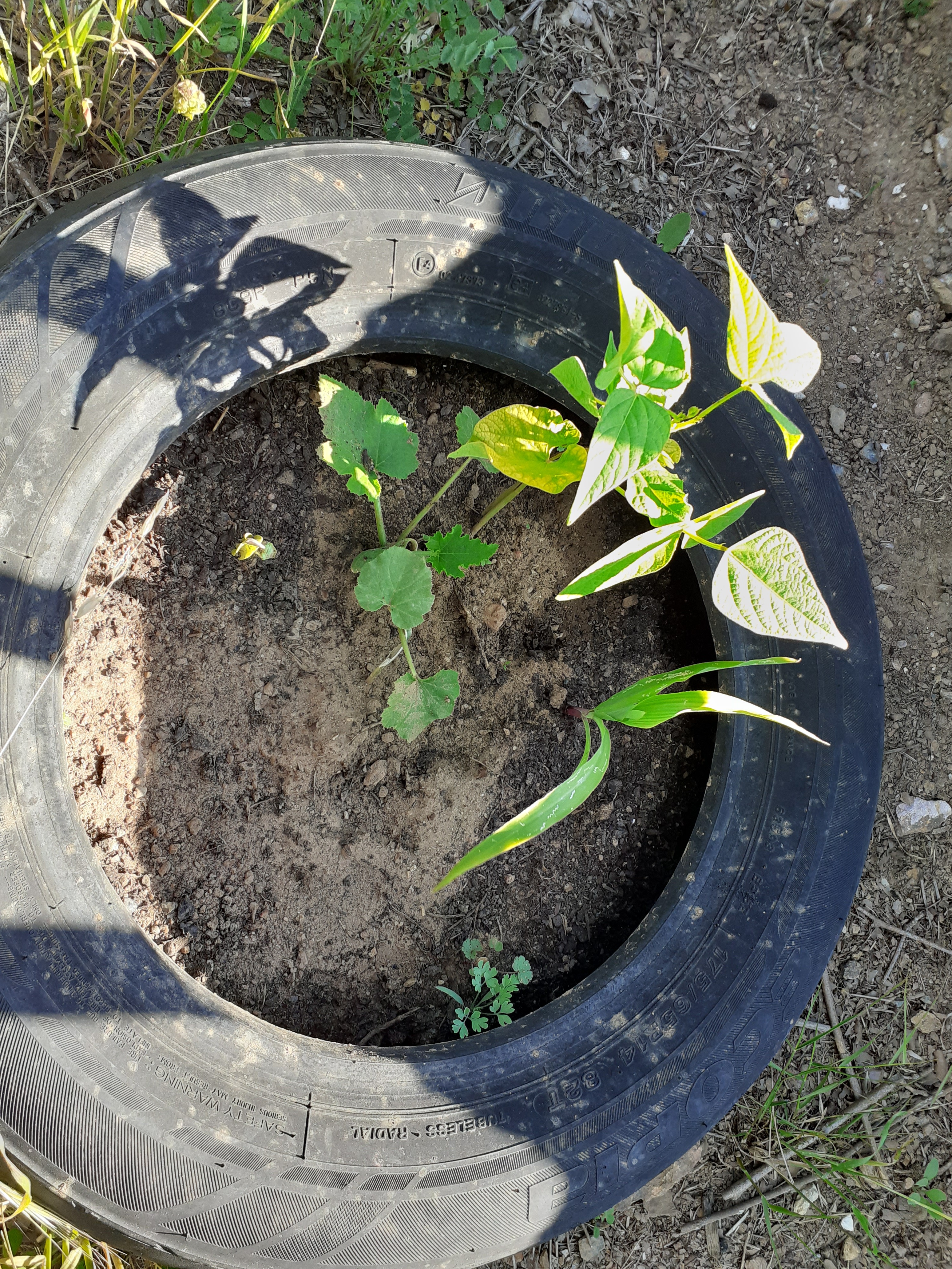 Plantação do feijão