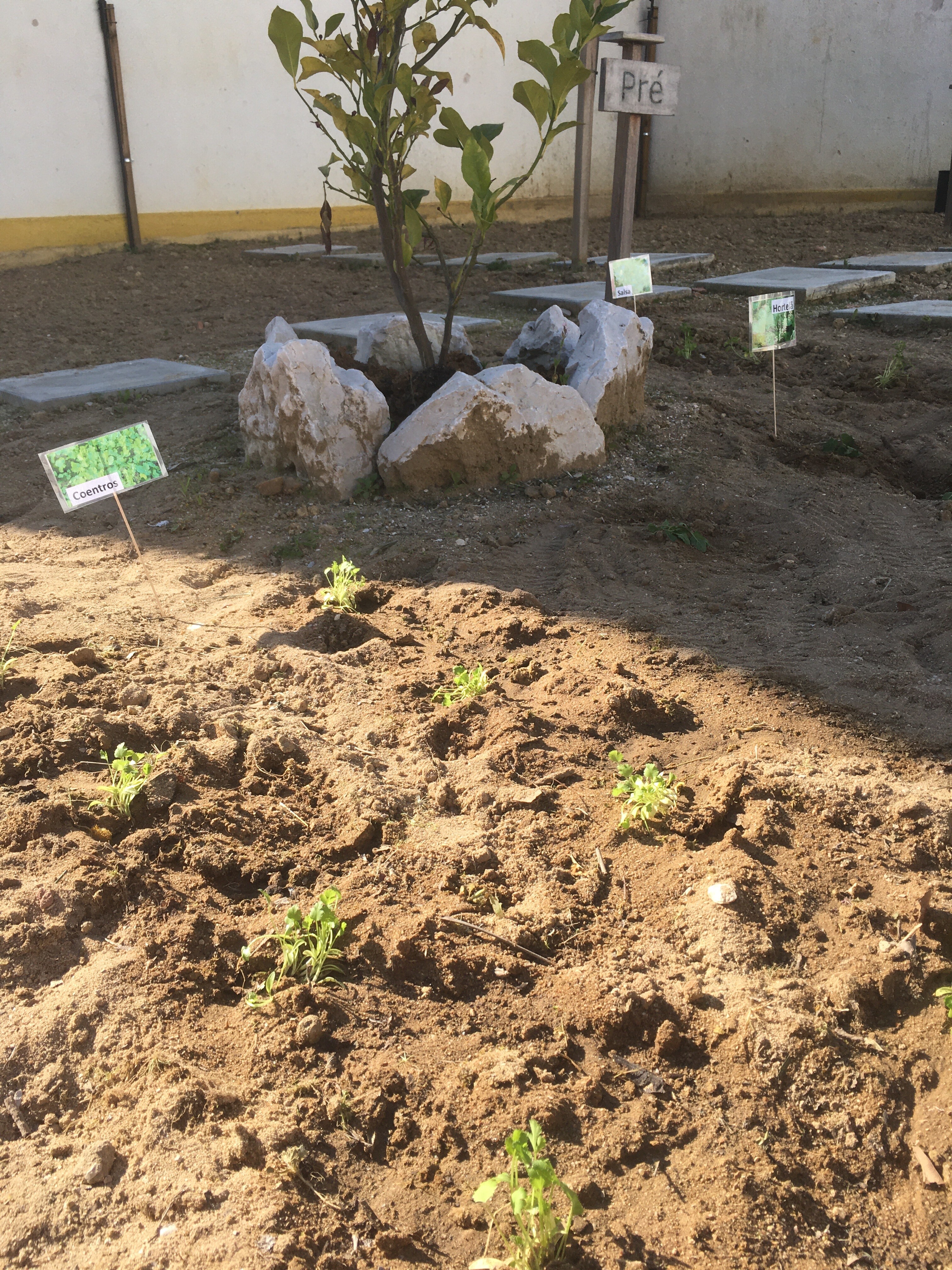 Primeiras plantações.