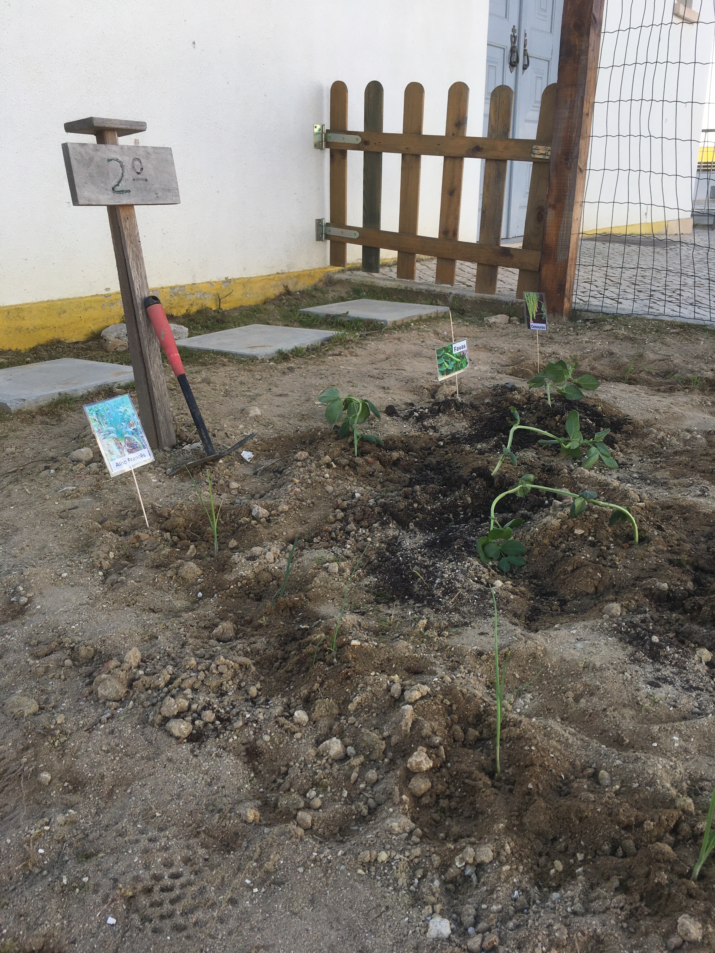 Primeiras plantações.