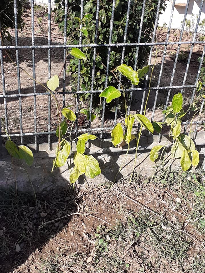 Plantação de maracujás.