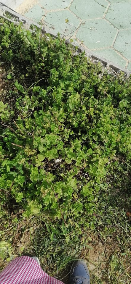 Ervas aromáticas