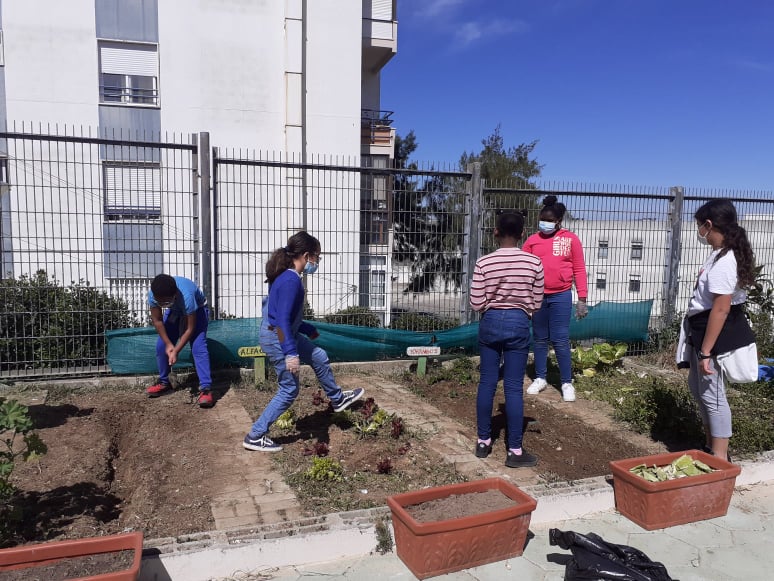 Limpeza da horta para novo cultivo.