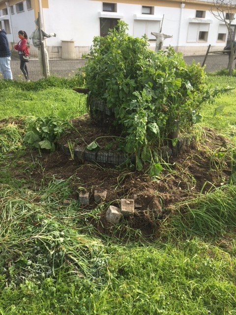 Foto inicial/antes da limpeza e arejamento da terra