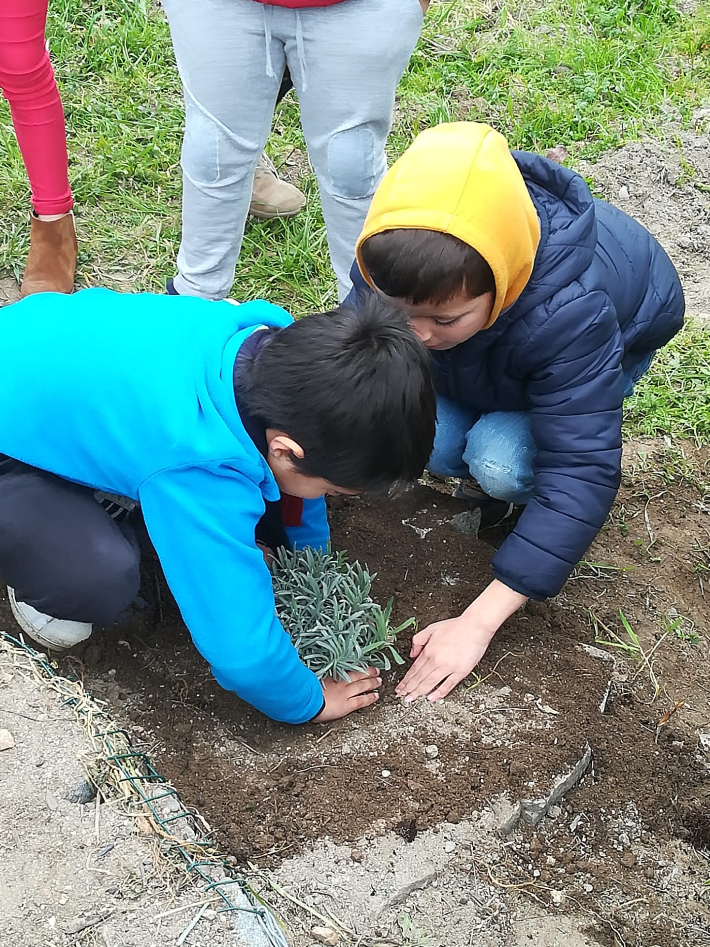 +ervas aromáticas/plantação por alunos do 1º ciclo