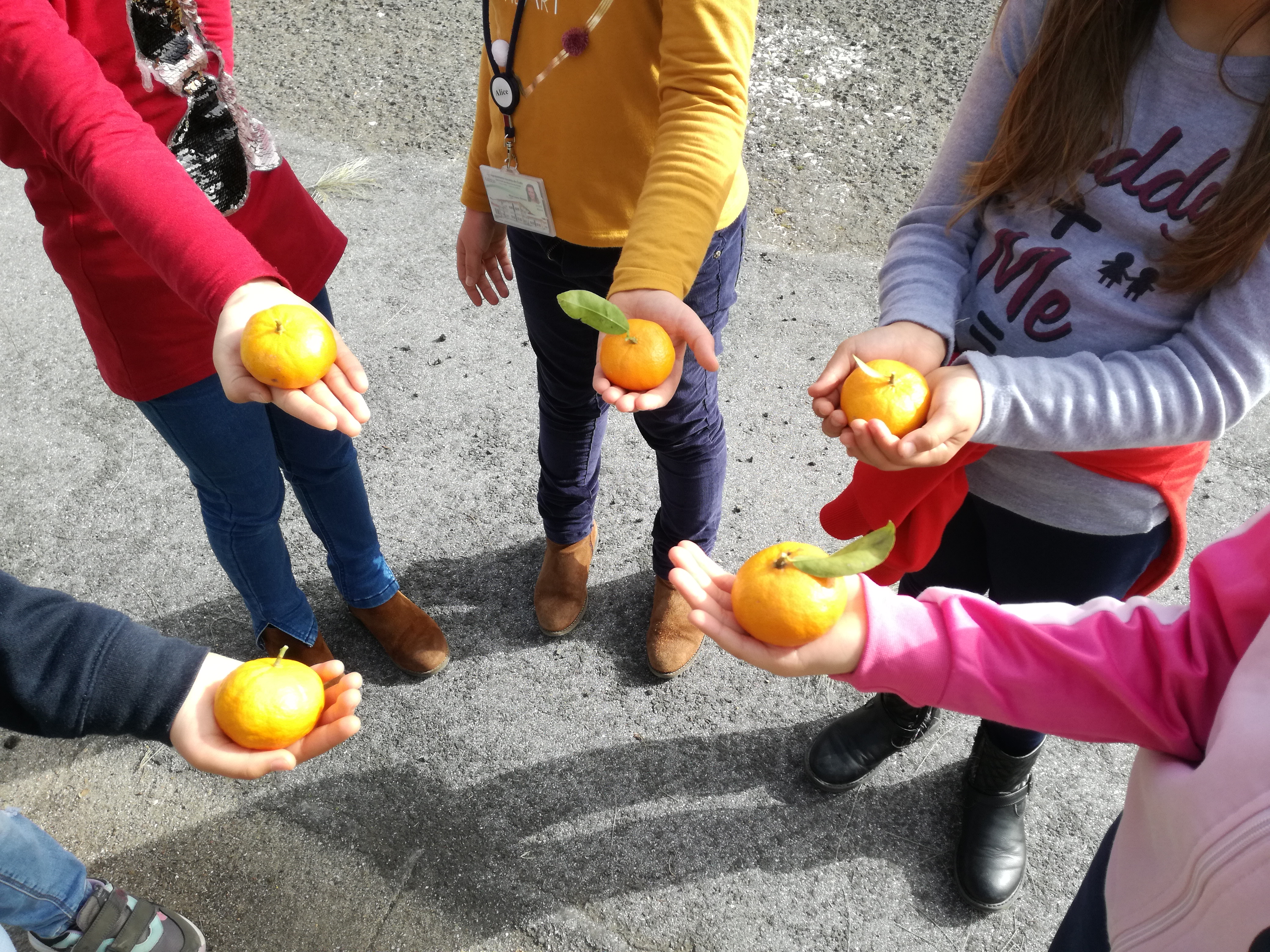 tangerinas do pomar da escola