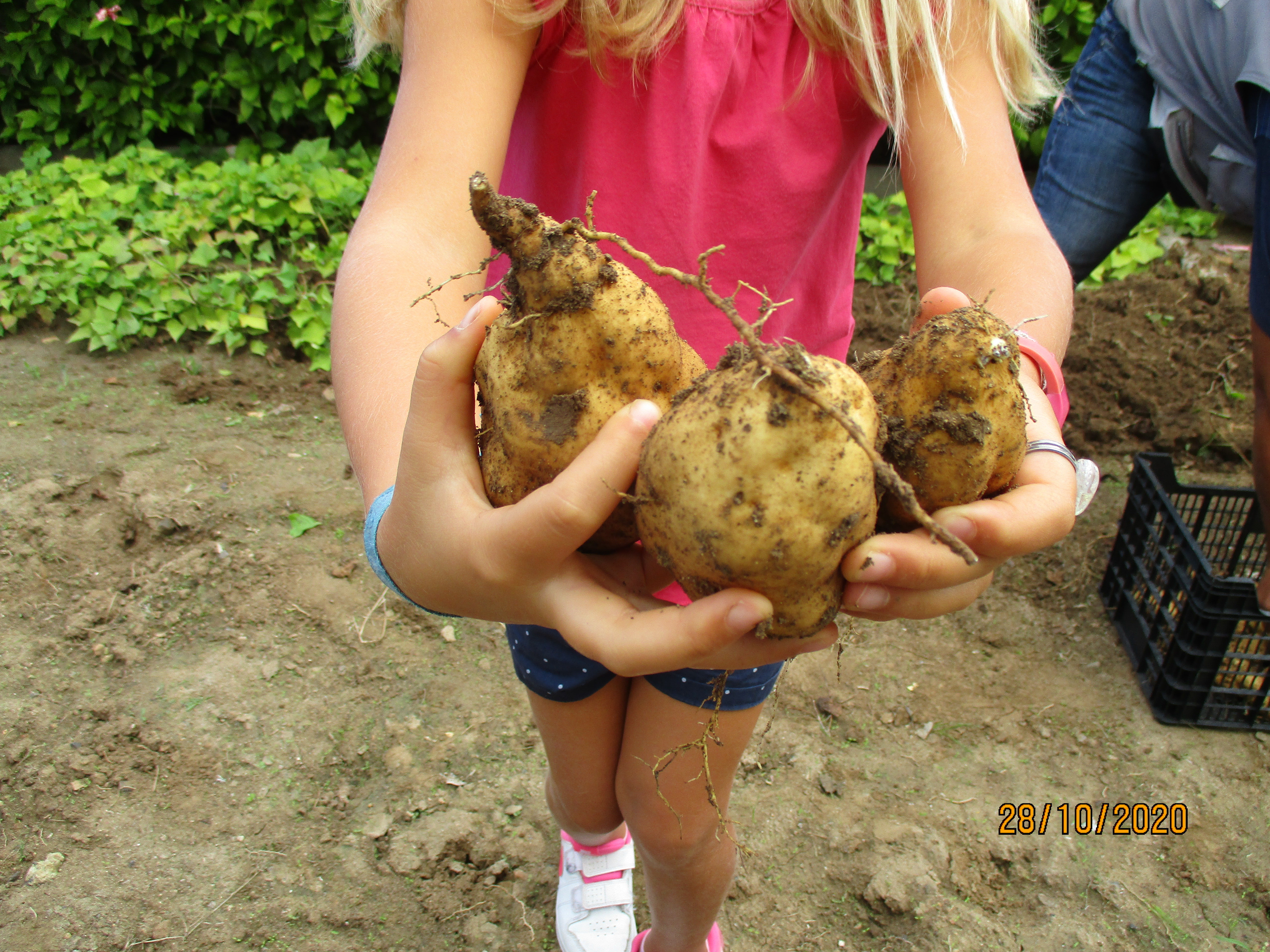 Horta - produção de batata doce