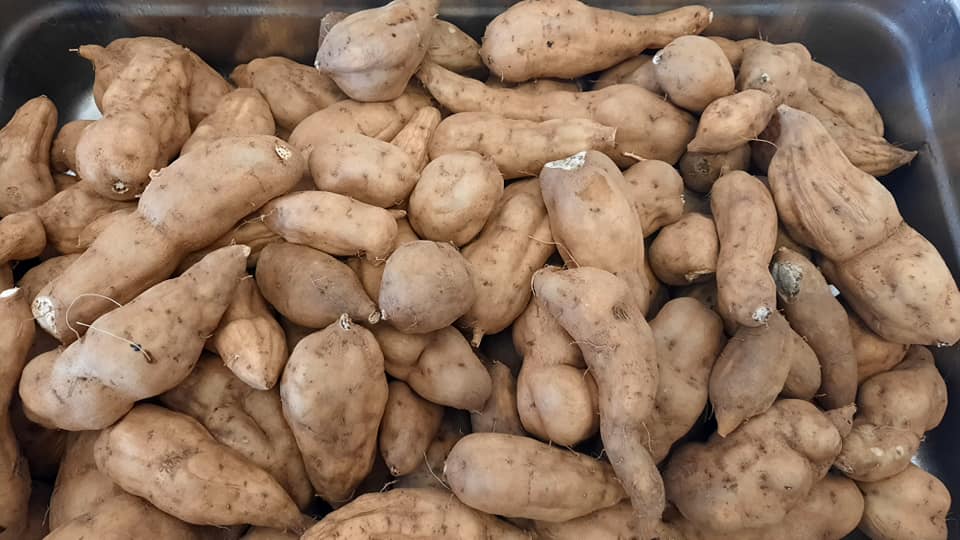 Batata doce - produtividade da horta convertida em alimento para o almoço das crianças