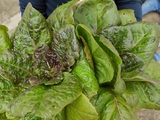 Plantação e produtividade bio