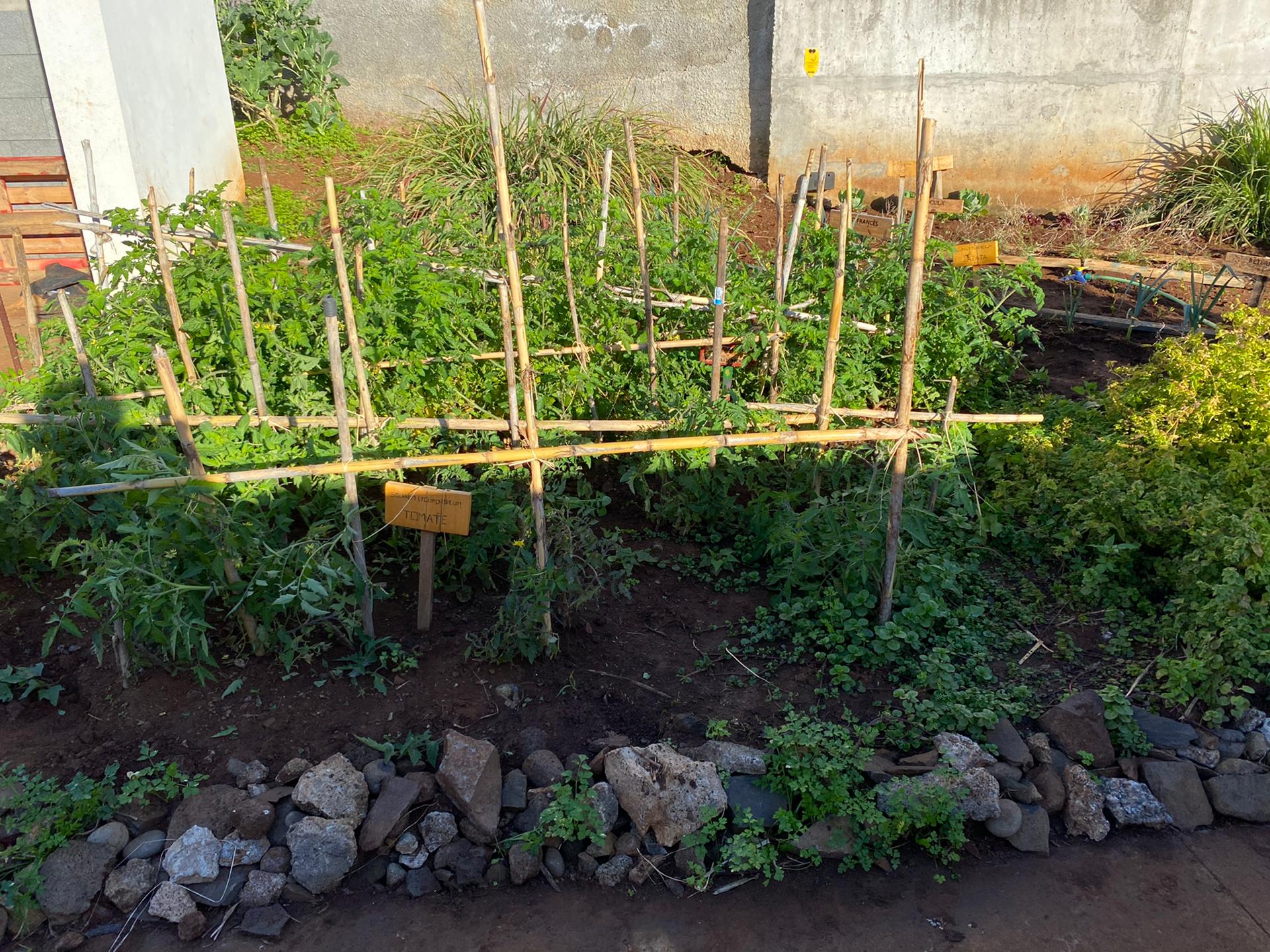 Já temos tomate suculento na nossa horta.