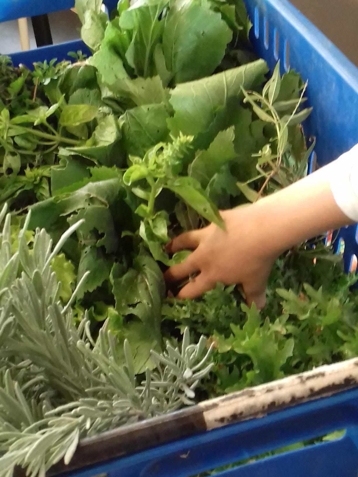 Somente alguns "frutos" do nosso trabalho que vai sendo recolhido e vendido à comunidade escolar.