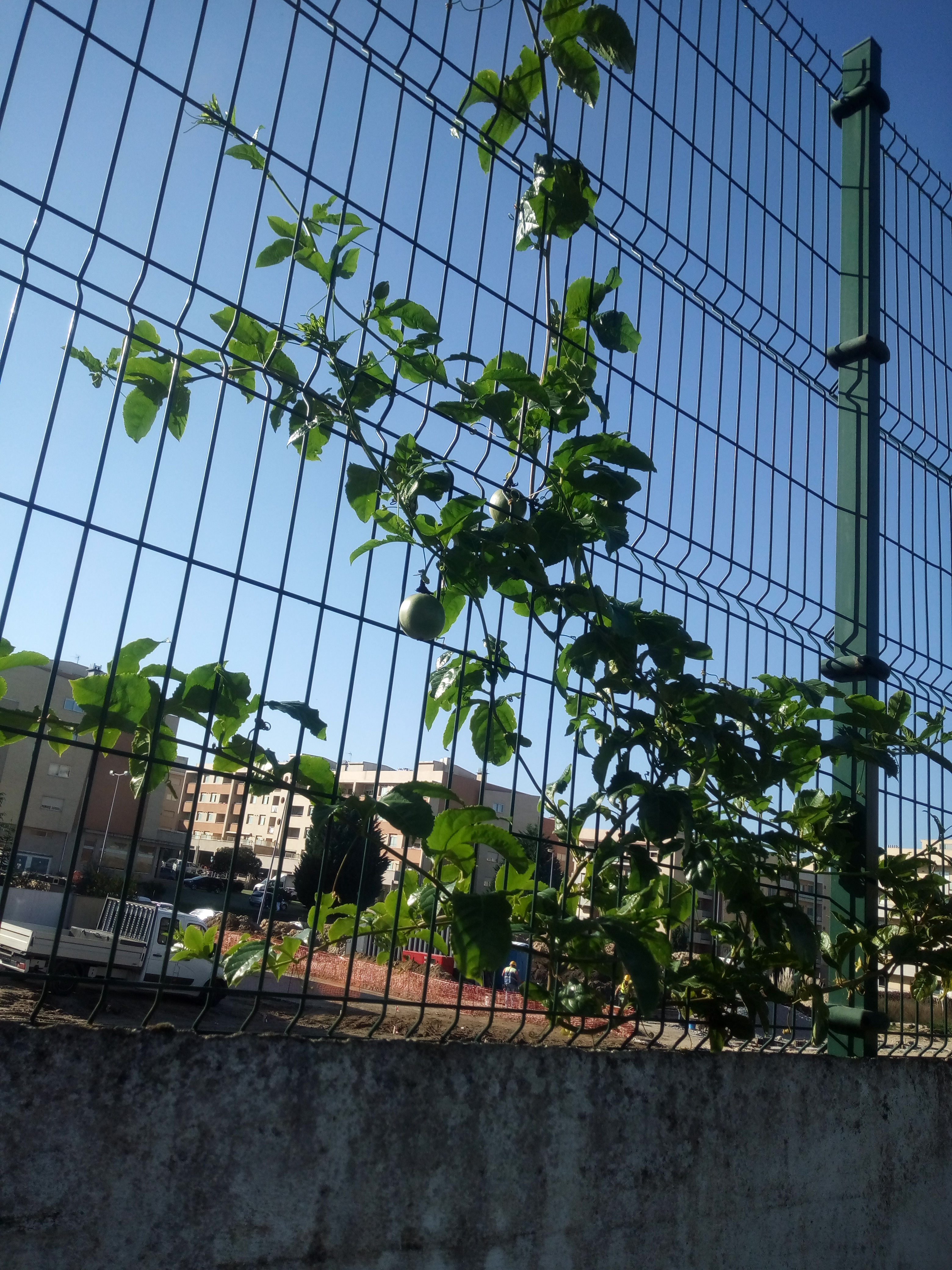 Como a horta biológica se situa próximo de um muro da escola que tem uma vedação em rede,  aproveitou-se a mesma para colocar plantas que trepam como por exemplo maracujás e chuchus.