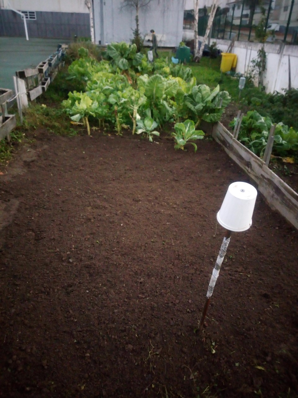 Utilizando as sementes de favas selecionadas e recolhidas no ano 2019/2020 fez-se a sementeira. As favas servem para melhorar a solo uma vez que é uma planta leguminosa e servirá para explicar aos alunos a importância das leguminosas também na alimentação