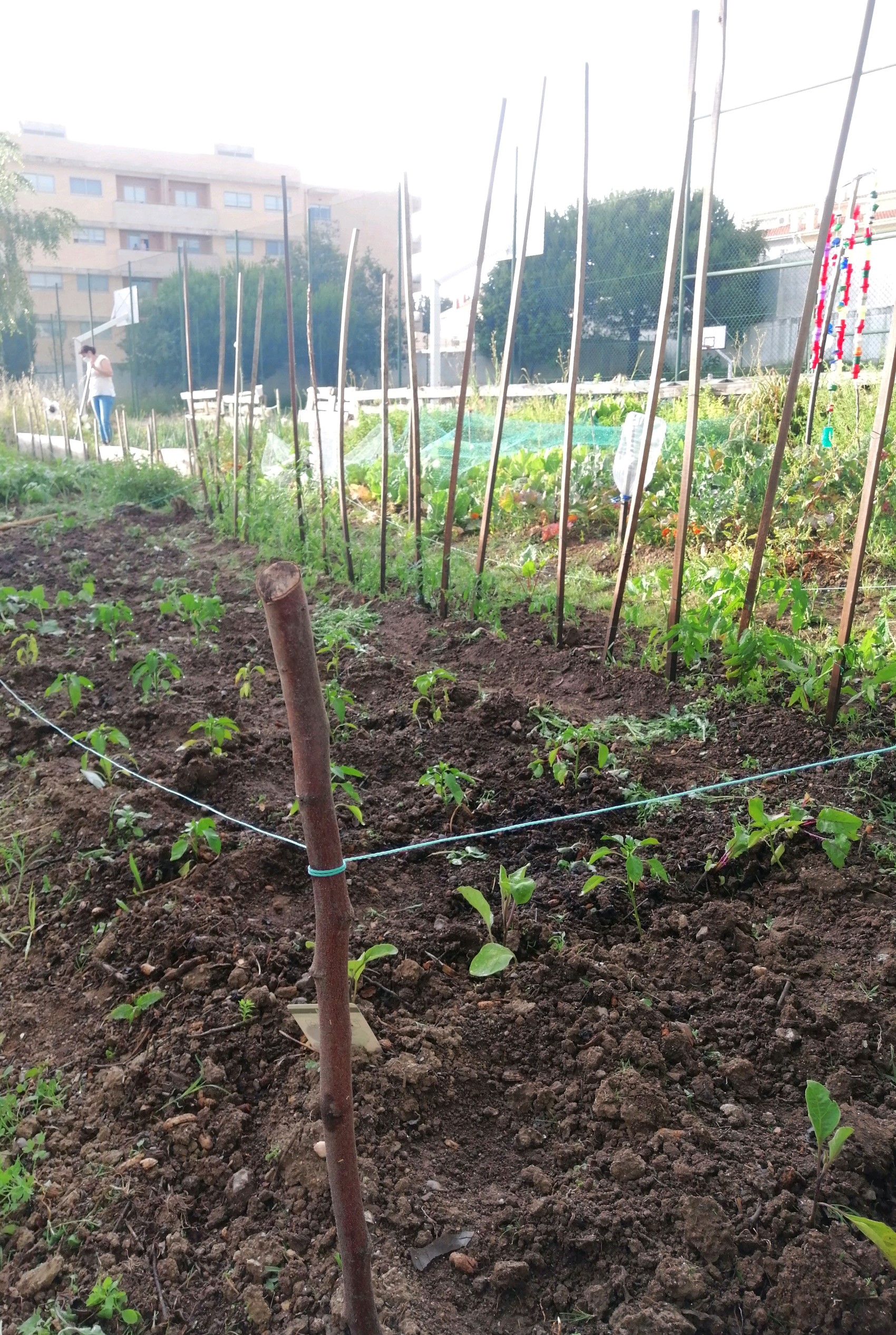 No final de abril plantámos as culturas de Verão: tomateiros, pimentos e beringelas que estão a aproveitar o sol para crescer...