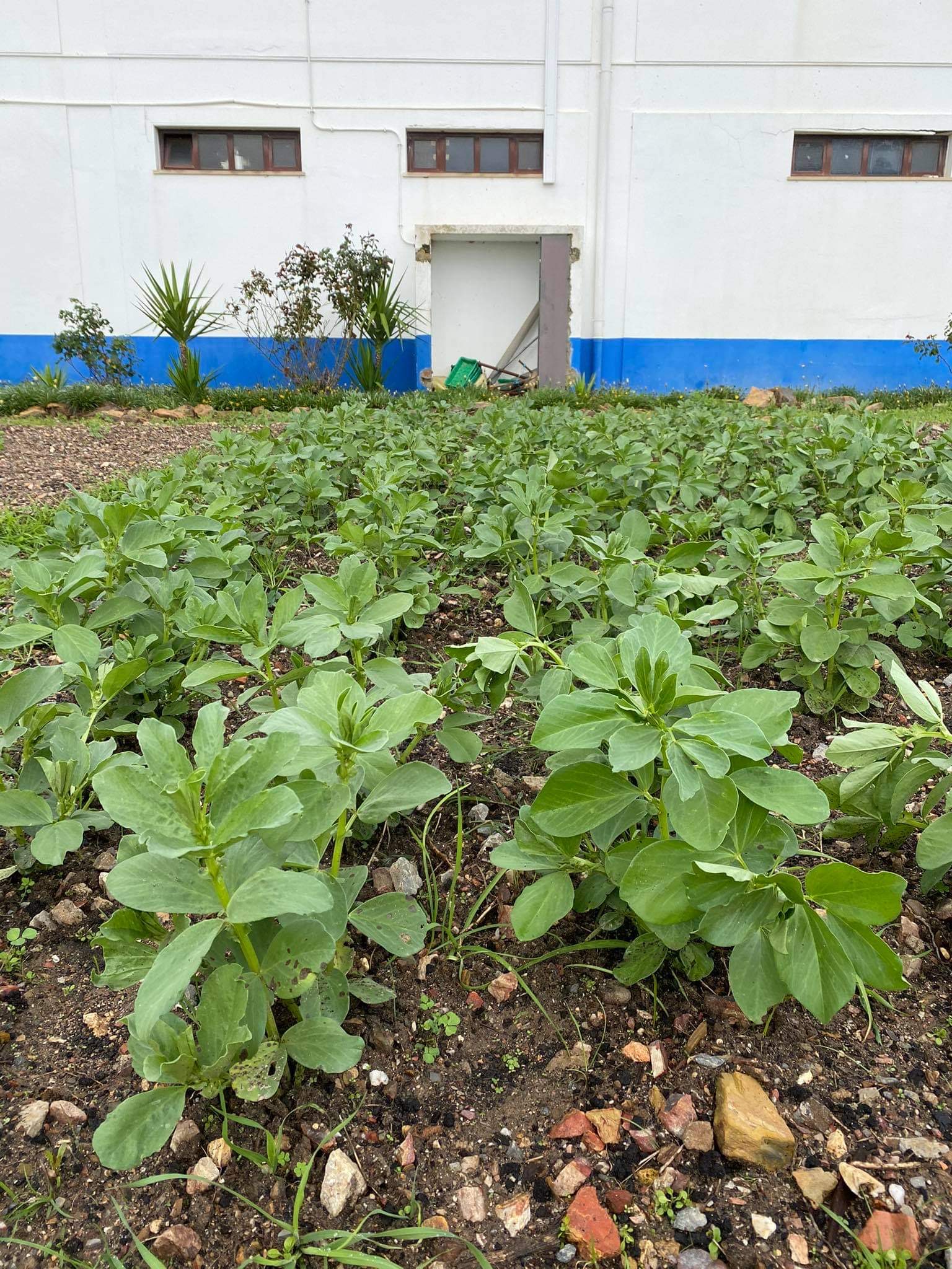 Favas
