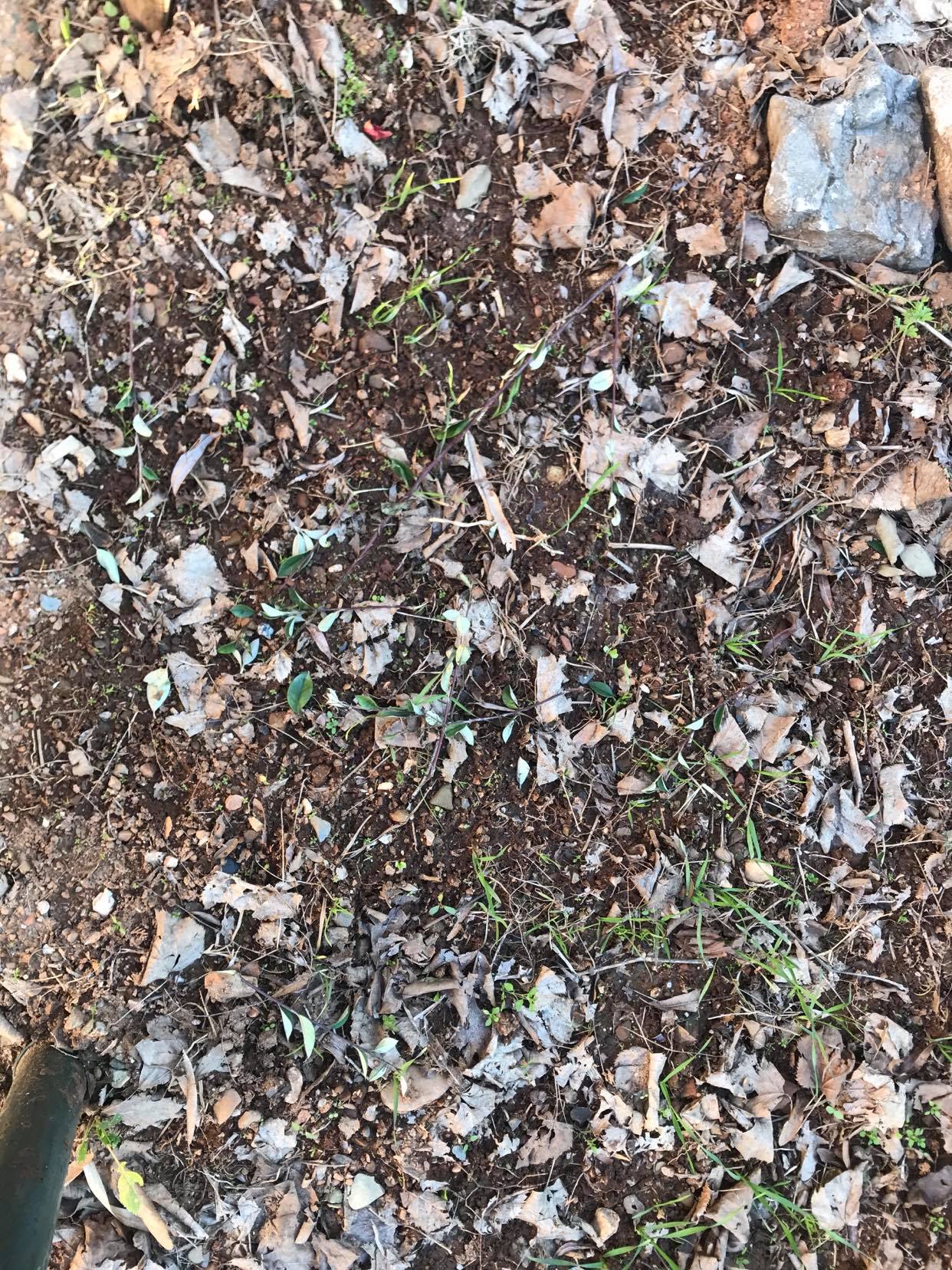 Arejamento do terreno, após a limpeza.