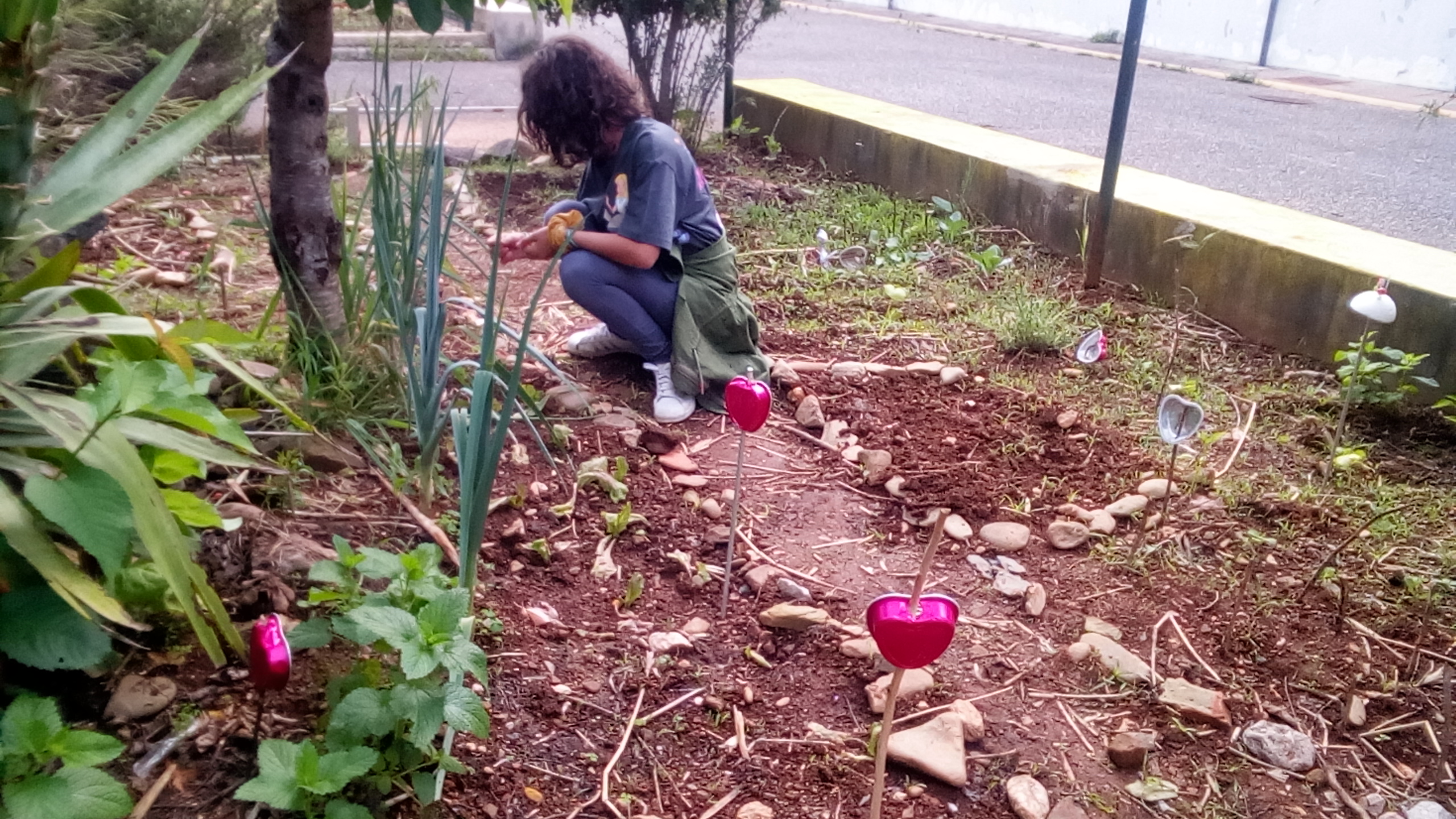Cuidando da alface, alho francês, plantando girassóis.