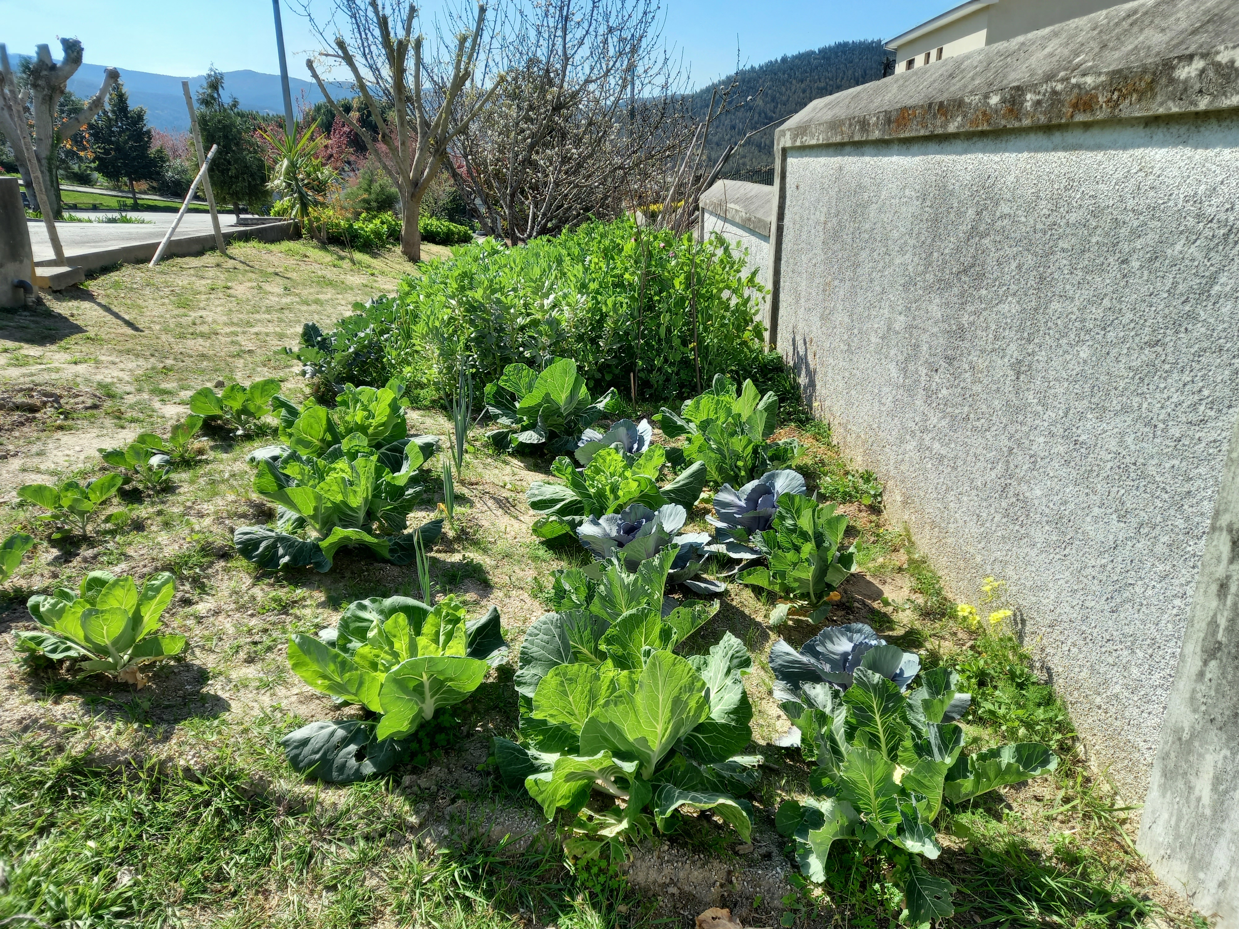 Visão geral das hortícolas: couve roxa, repolho, Couve-flor, couve-de-bruxelas; Ervilhas, alho francês, ervilhas e favas.