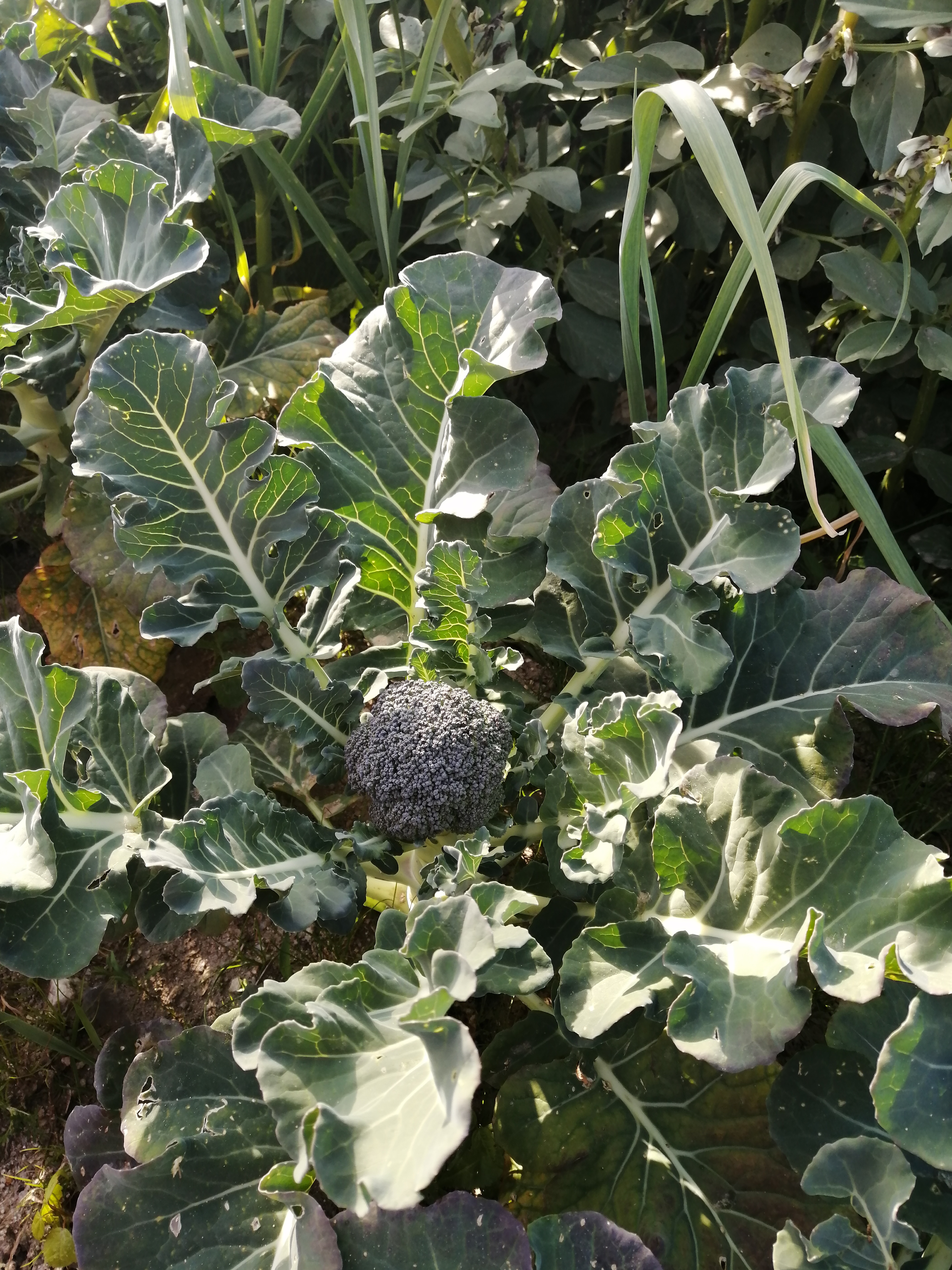 Os brócolis ou brócolos são vegetais da família Brassicaceae, uma das formas cultivadas de couve. Também nos surpreendeu na Horta com a sua bela inflorescência verde. O seu consumo ajuda a prevenir alguns tipos de cancro.