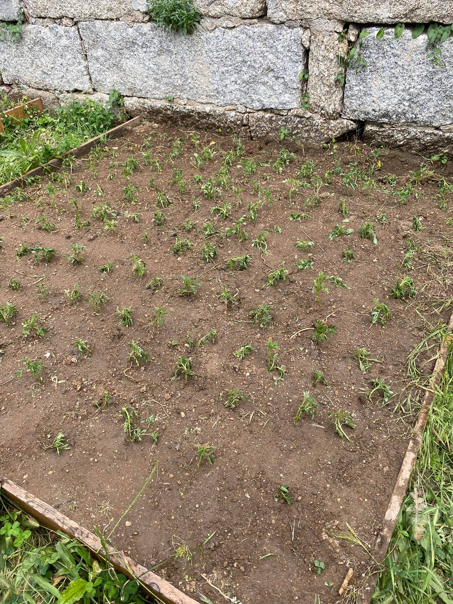 1ª plantação